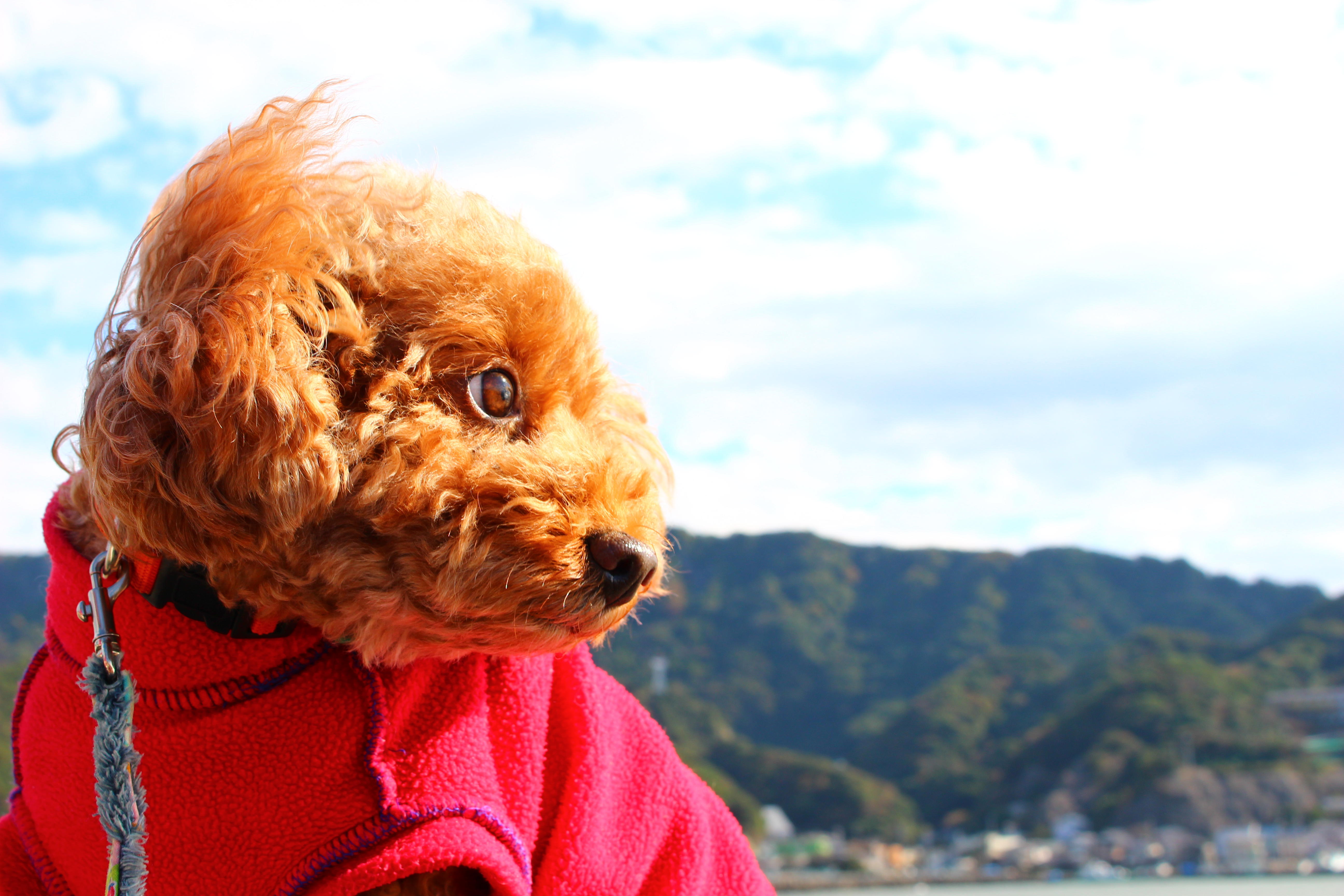 わんにゃんサイトの犬の写真