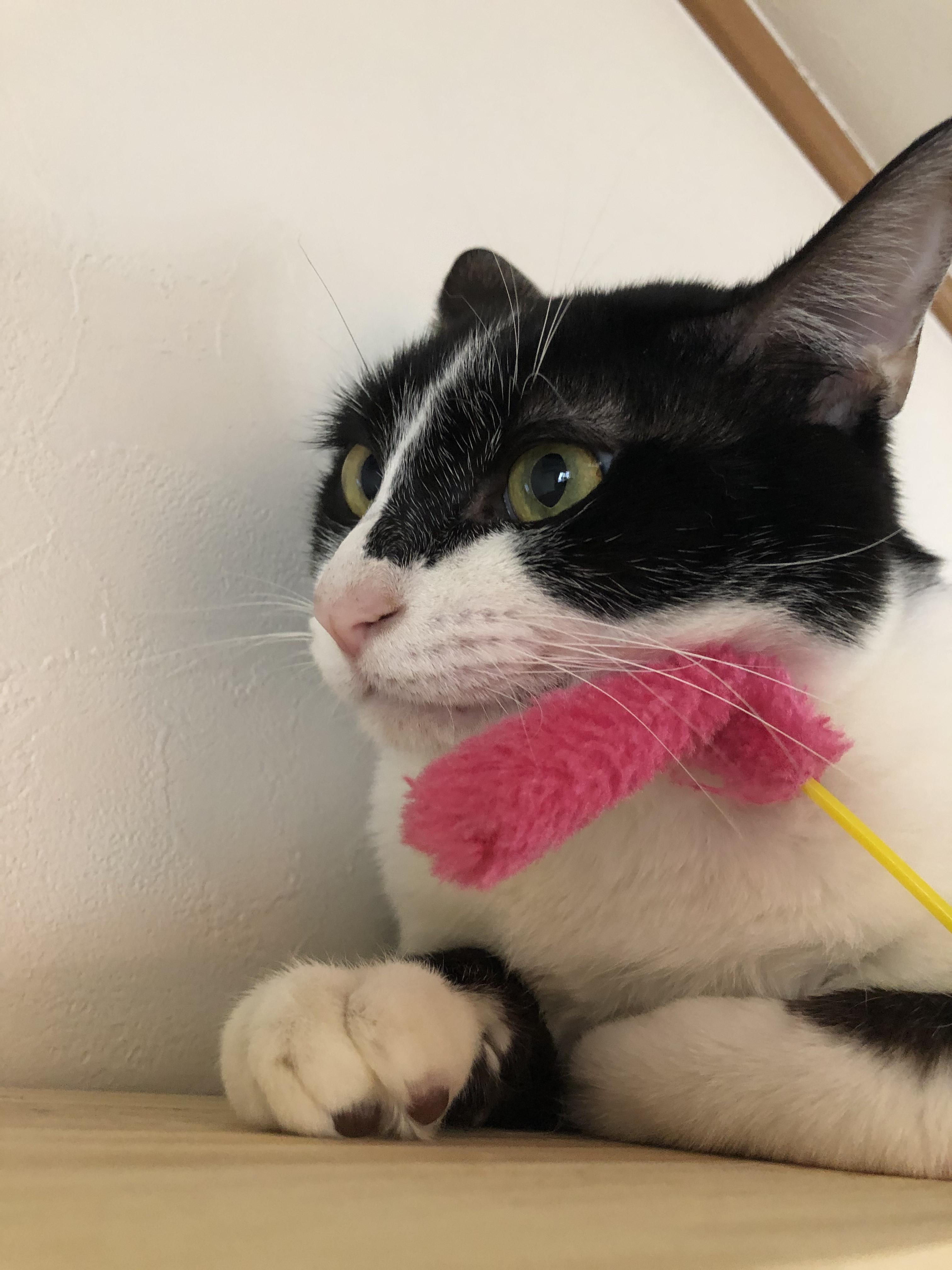 わんにゃんサイトの猫の写真