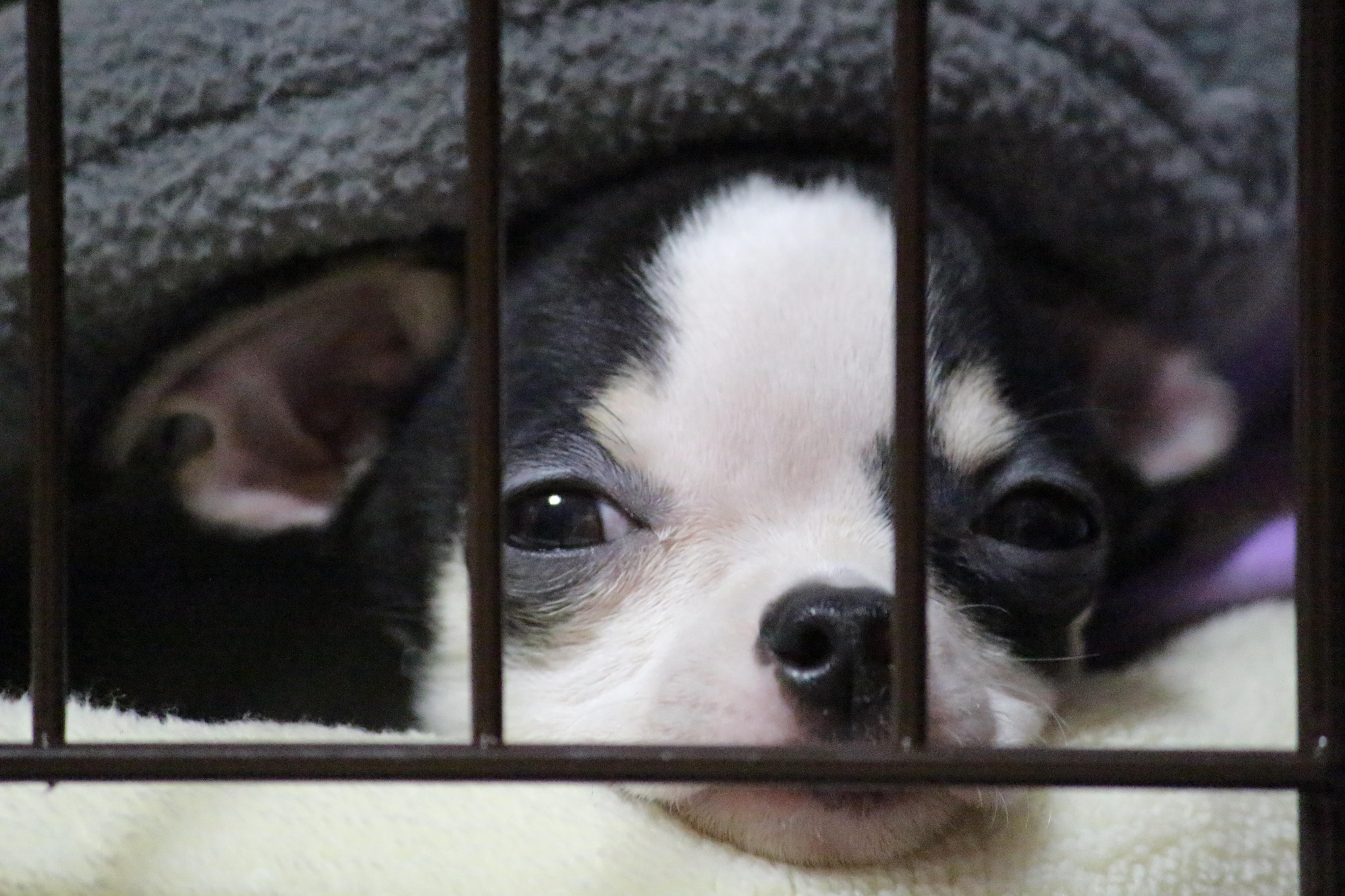 わんにゃんサイトの犬の写真