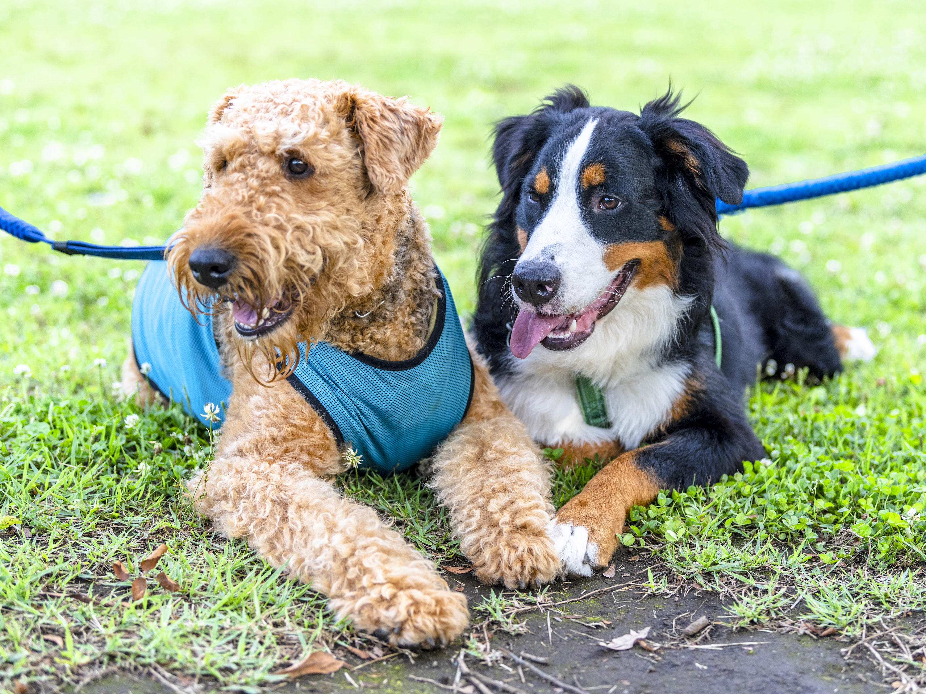 わんにゃんサイトの犬の写真