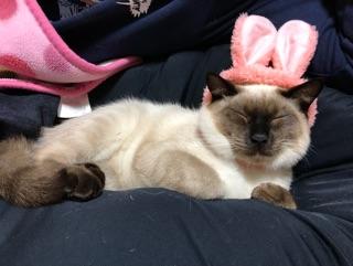 わんにゃんサイトの猫の写真