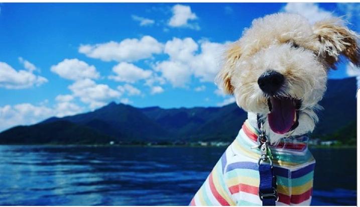 わんにゃんサイトの犬の写真