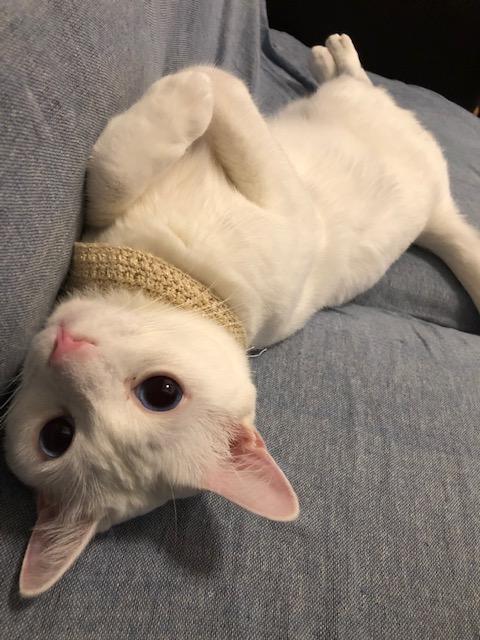 わんにゃんサイトの猫の写真