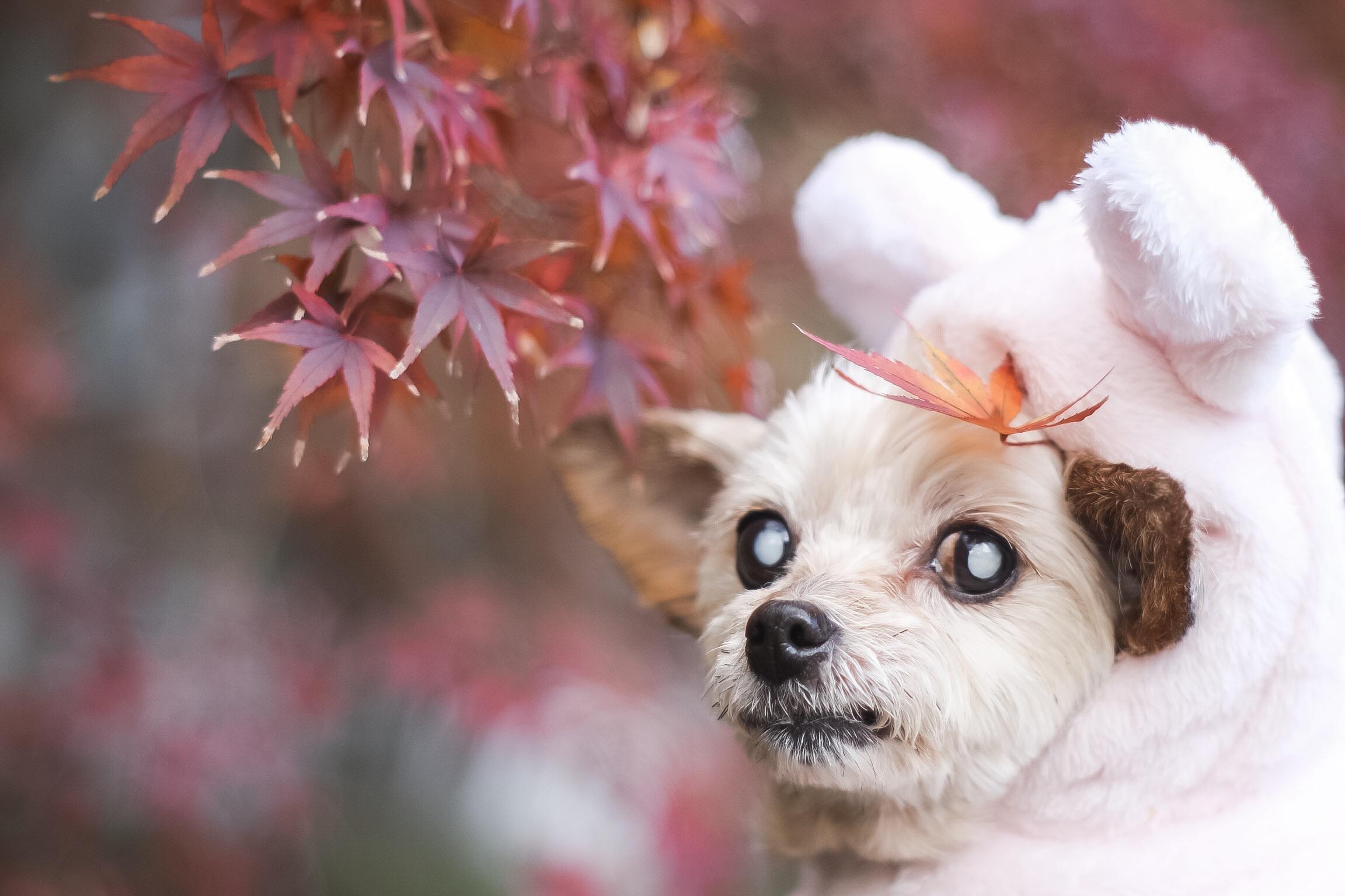 わんにゃんサイトの犬の写真