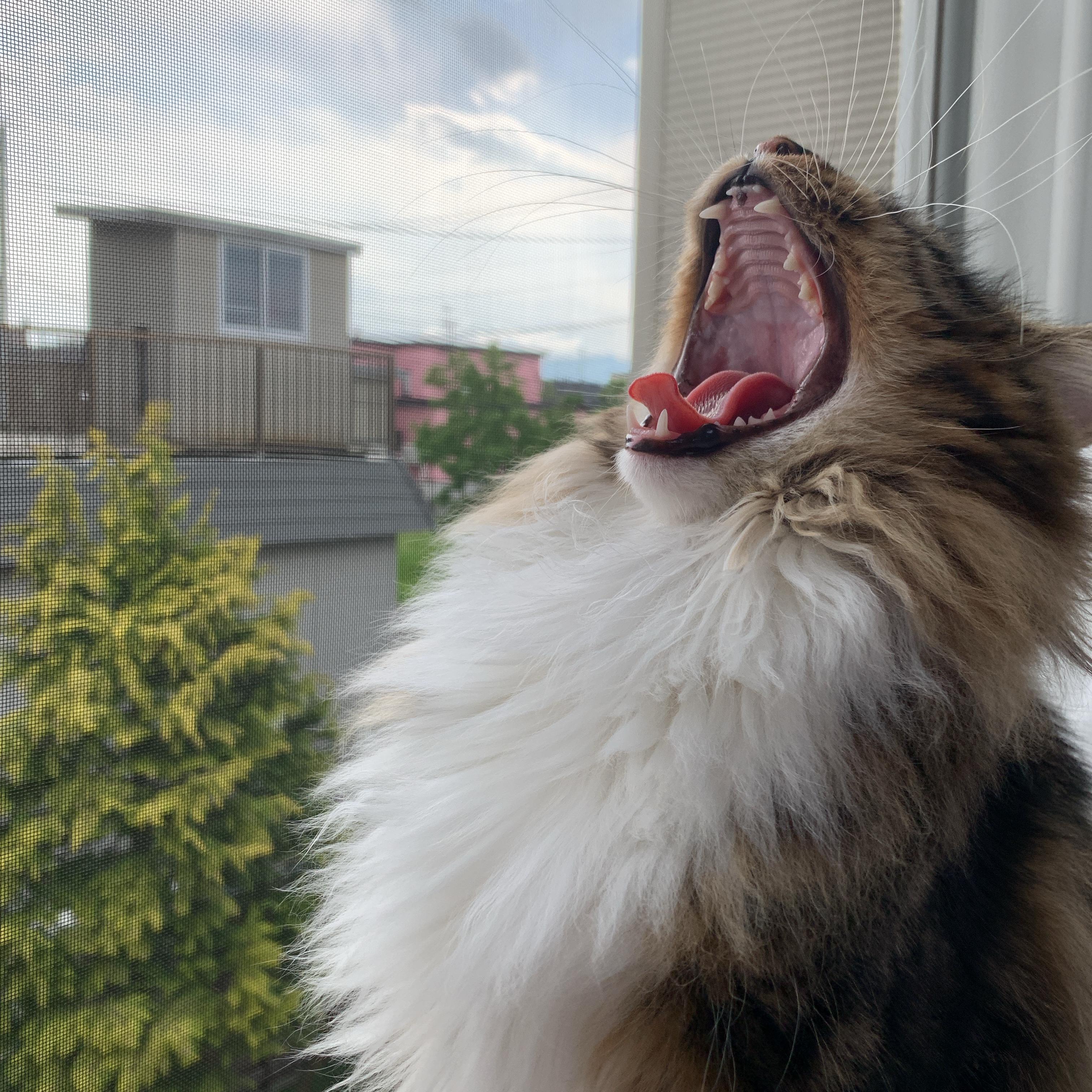 わんにゃんサイトの猫の写真