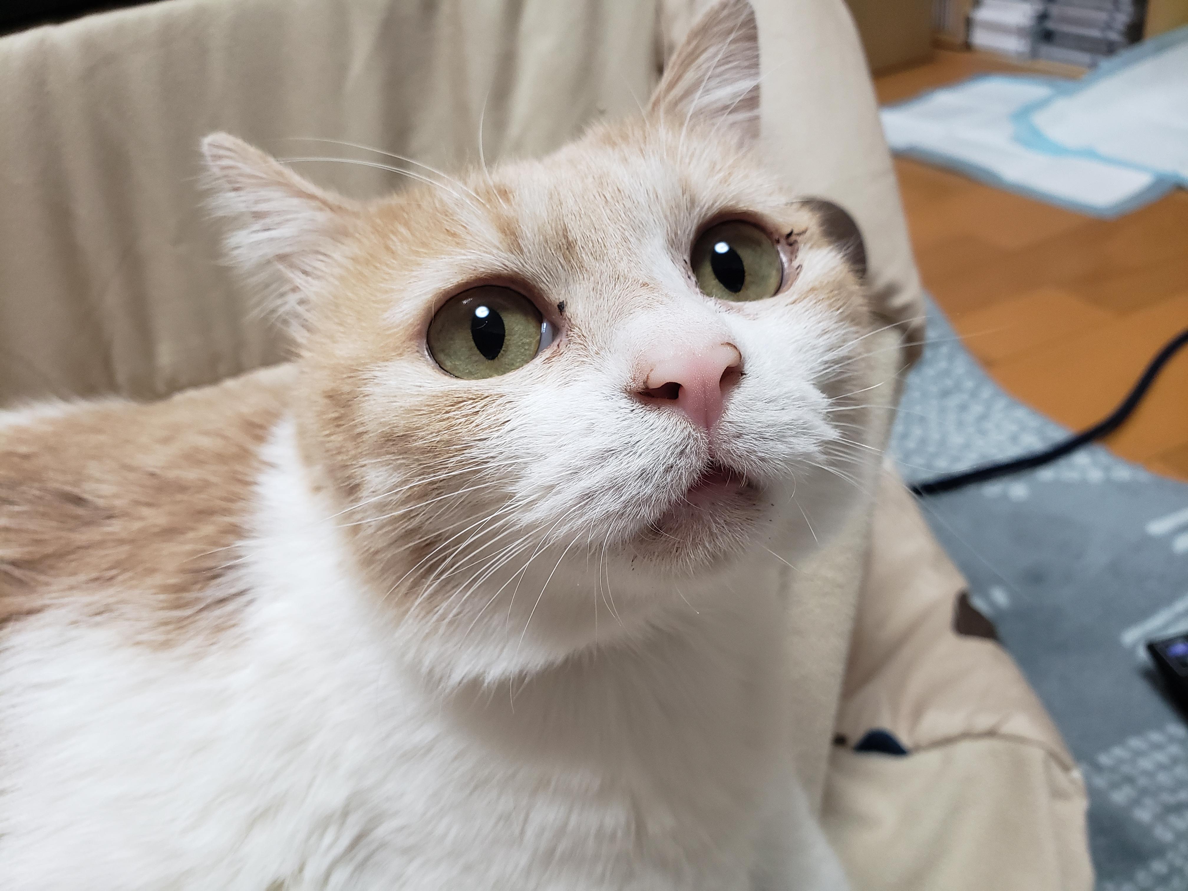 わんにゃんサイトの猫の写真