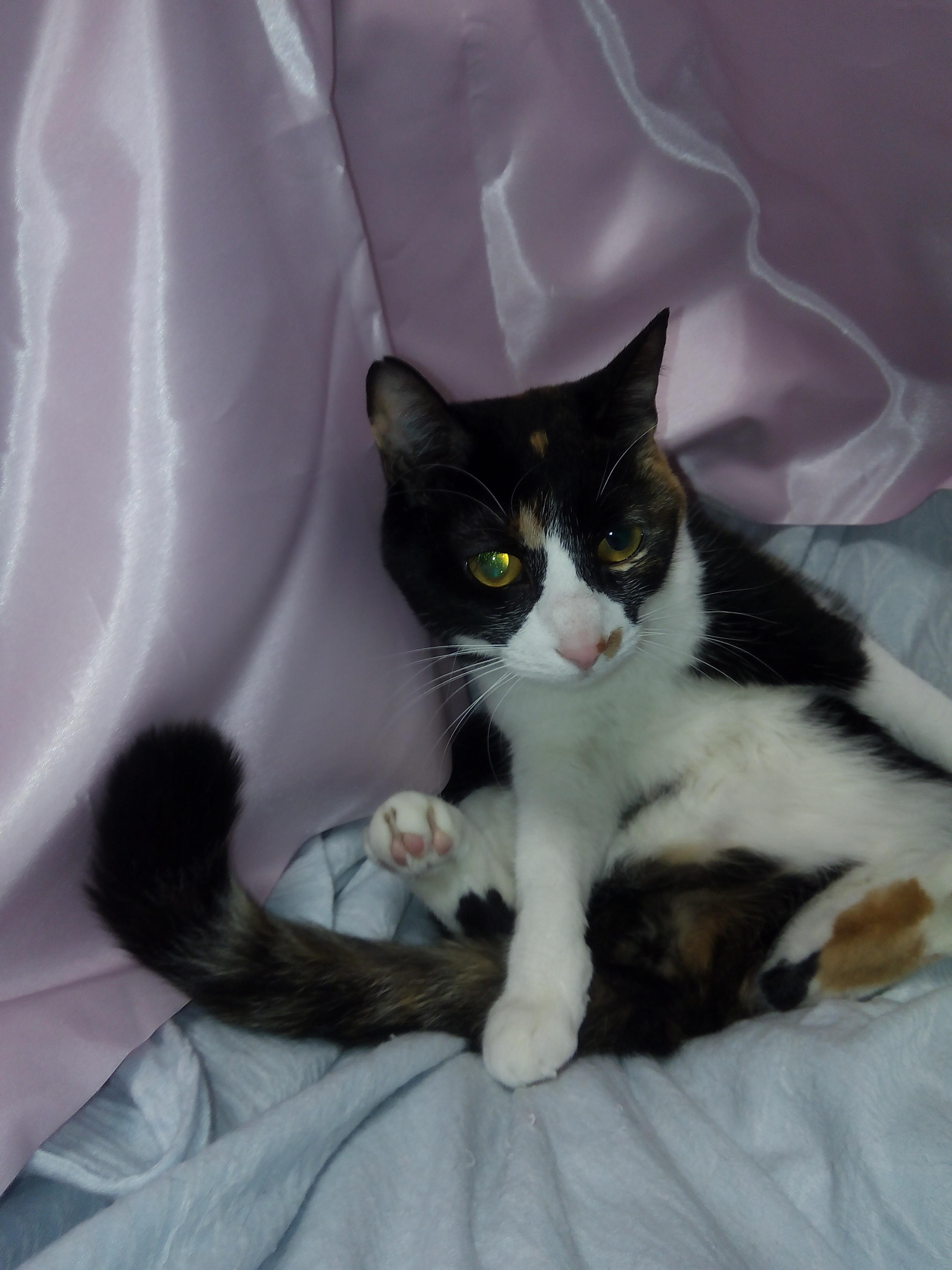 わんにゃんサイトの猫の写真