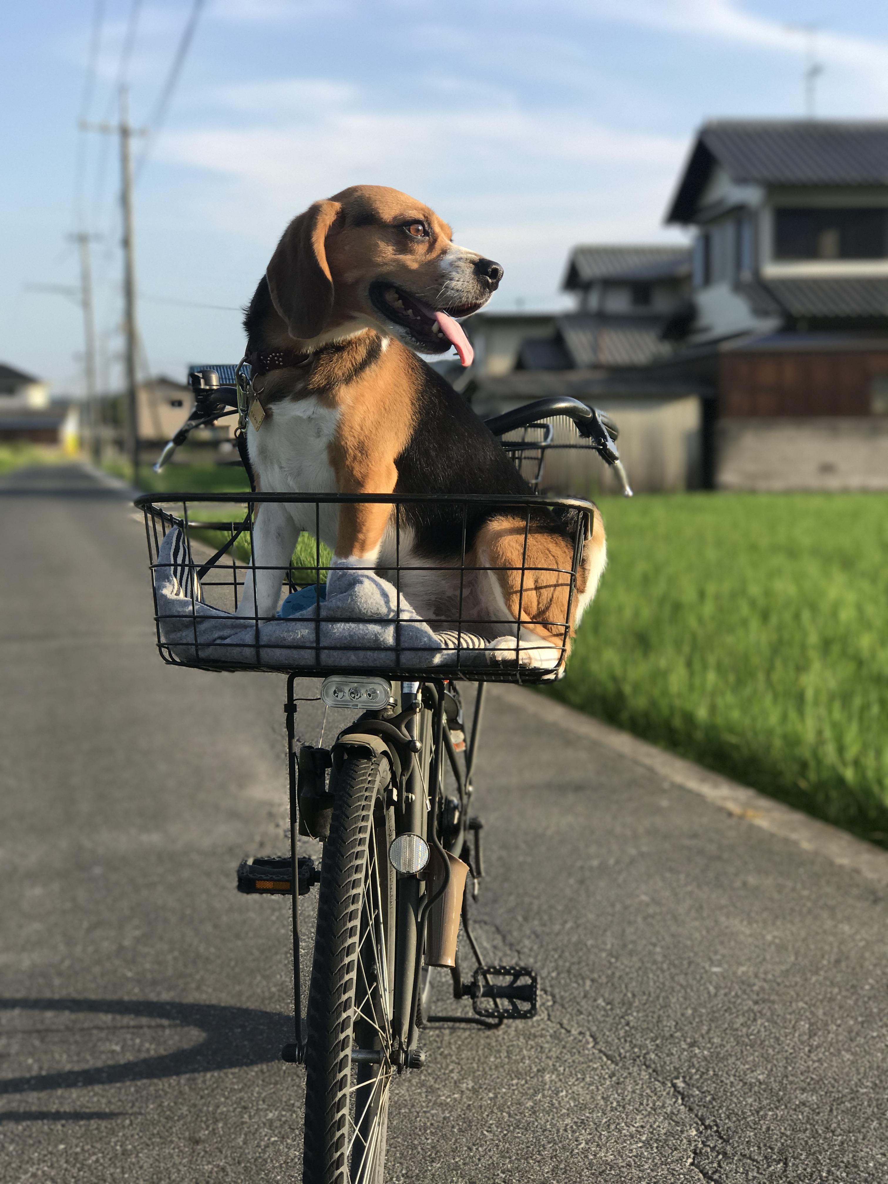 わんにゃんサイトの犬の写真