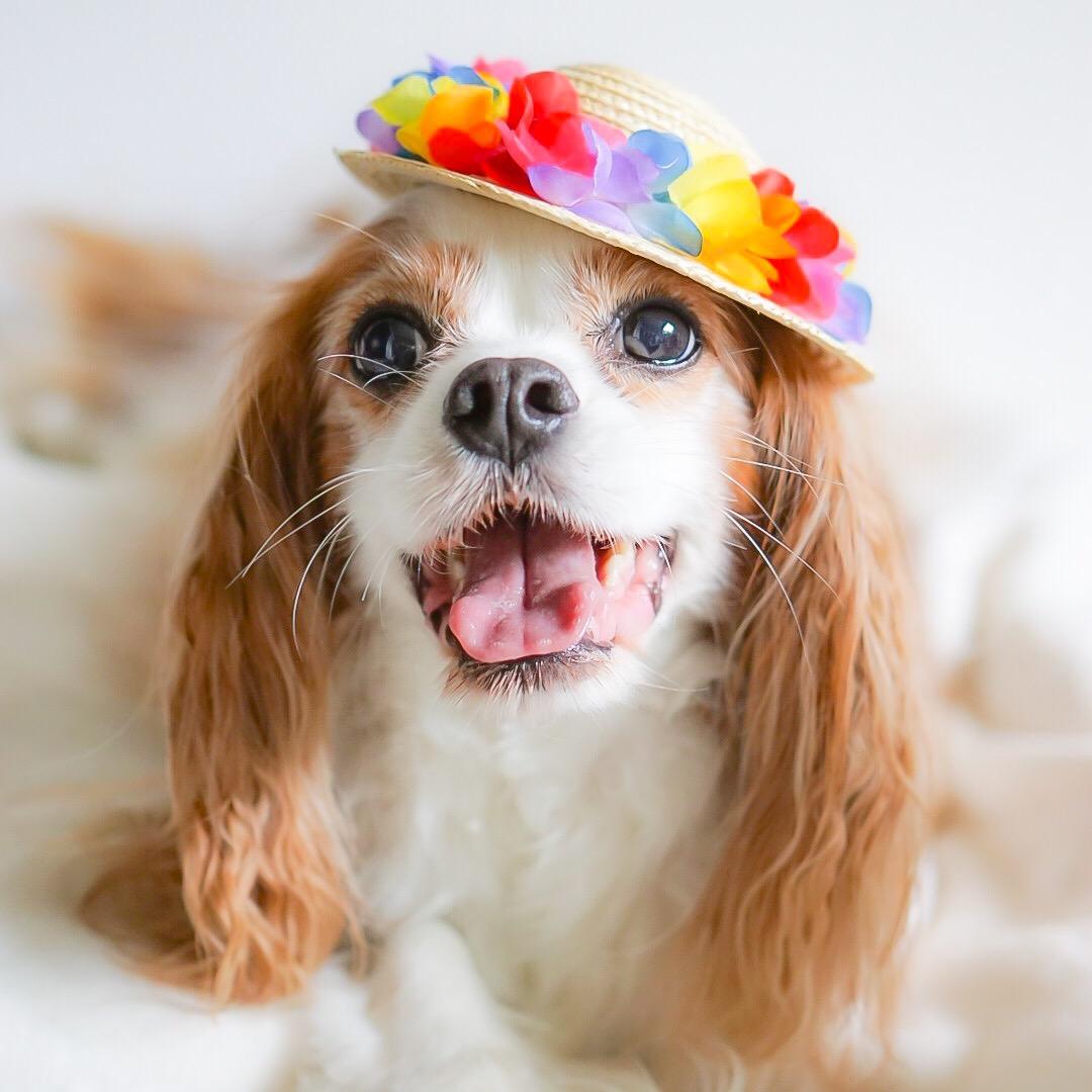 わんにゃんサイトの犬の写真