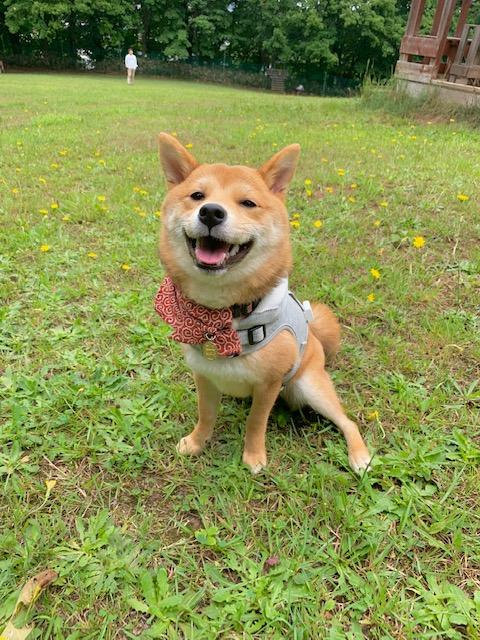 わんにゃんサイトの犬の写真