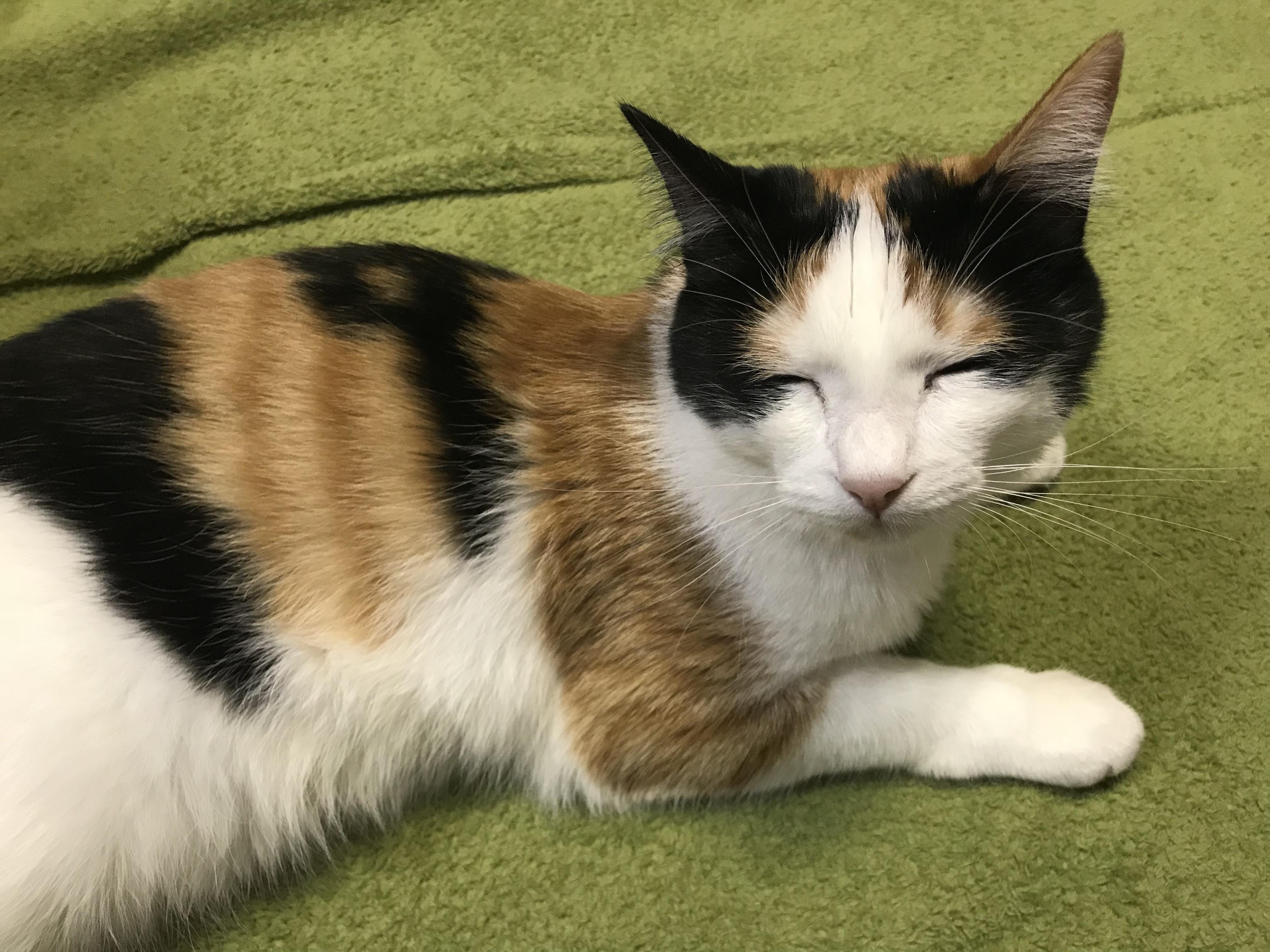 わんにゃんサイトの猫の写真