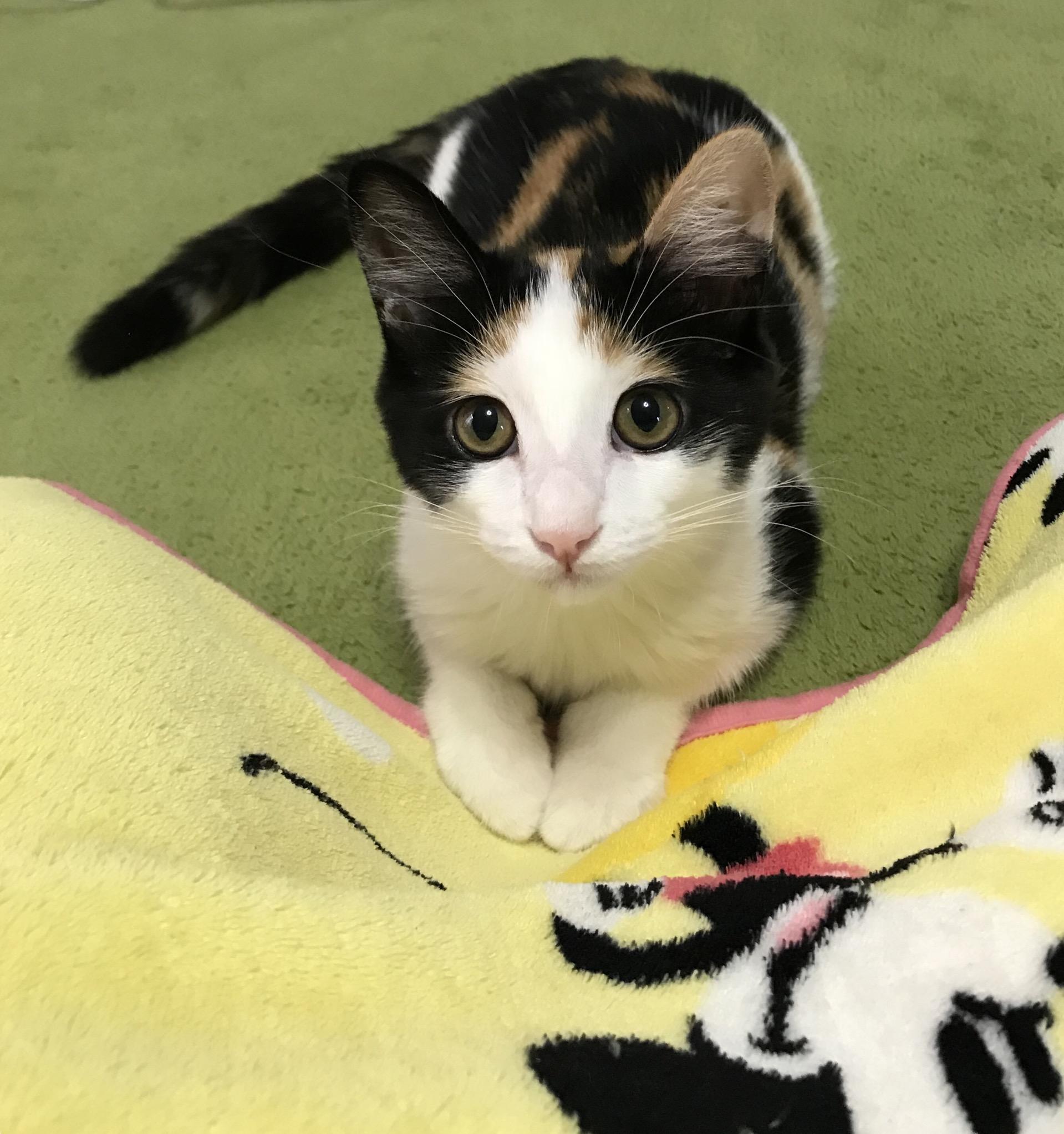 わんにゃんサイトの猫の写真