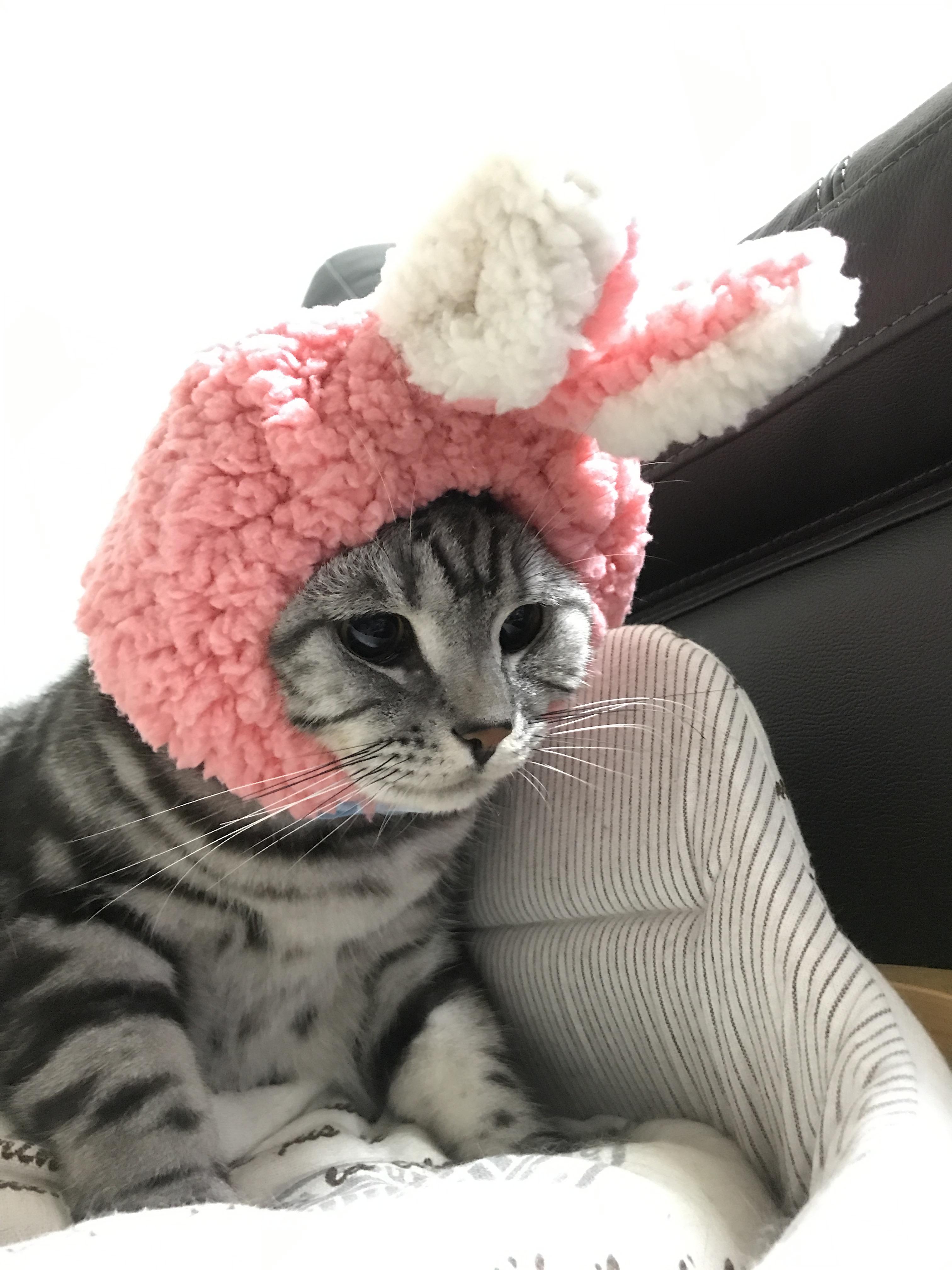 わんにゃんサイトの猫の写真