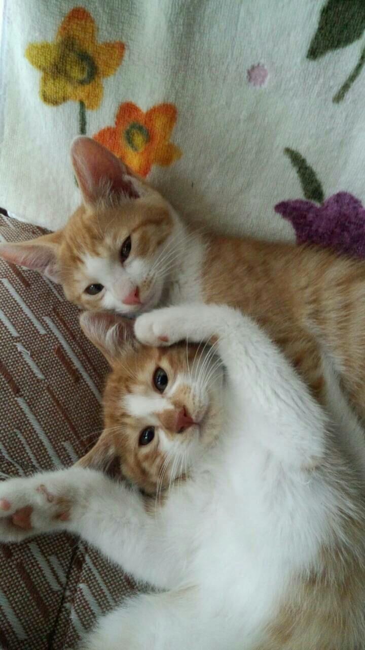 わんにゃんサイトの猫の写真