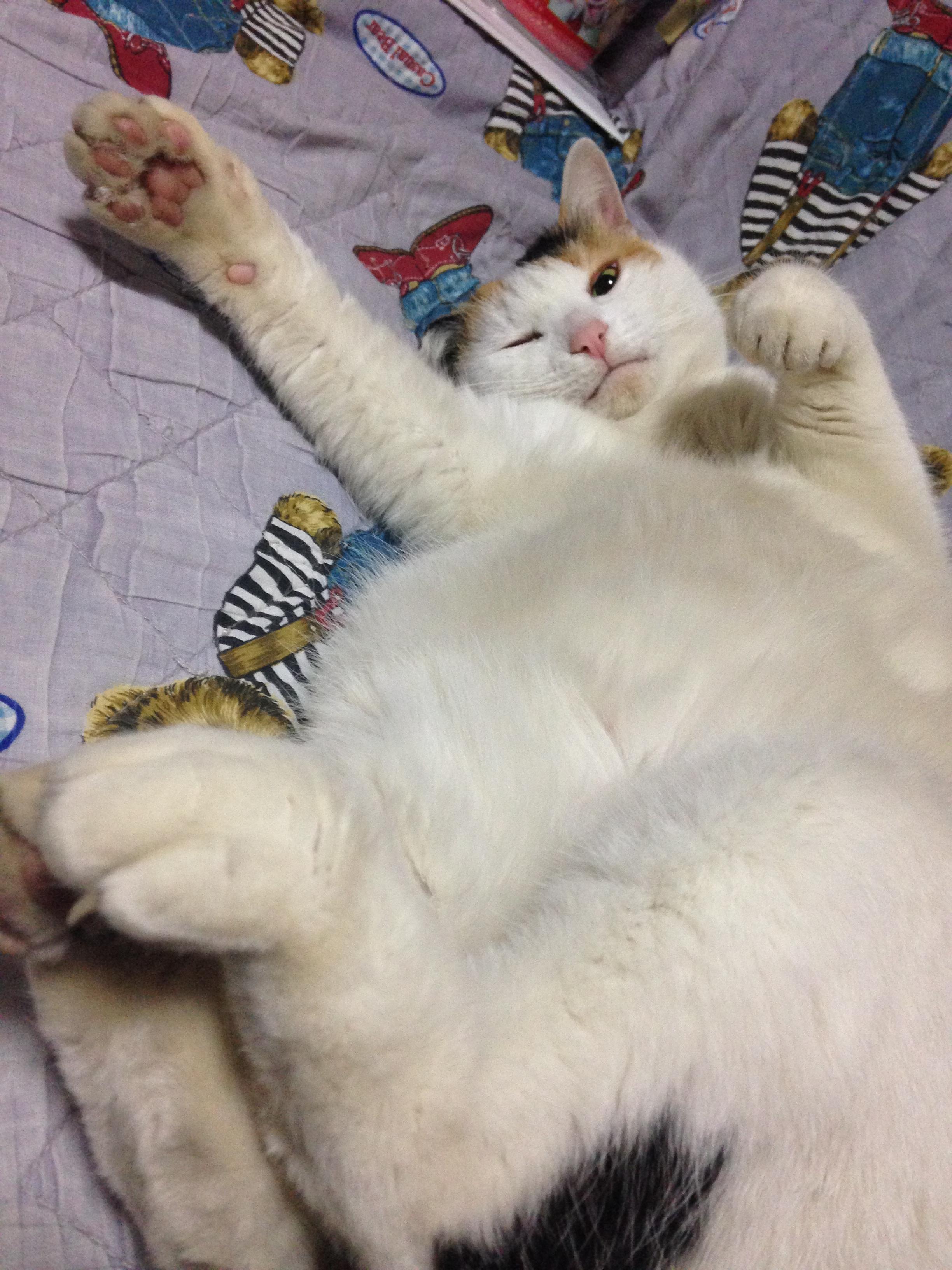 わんにゃんサイトの猫の写真