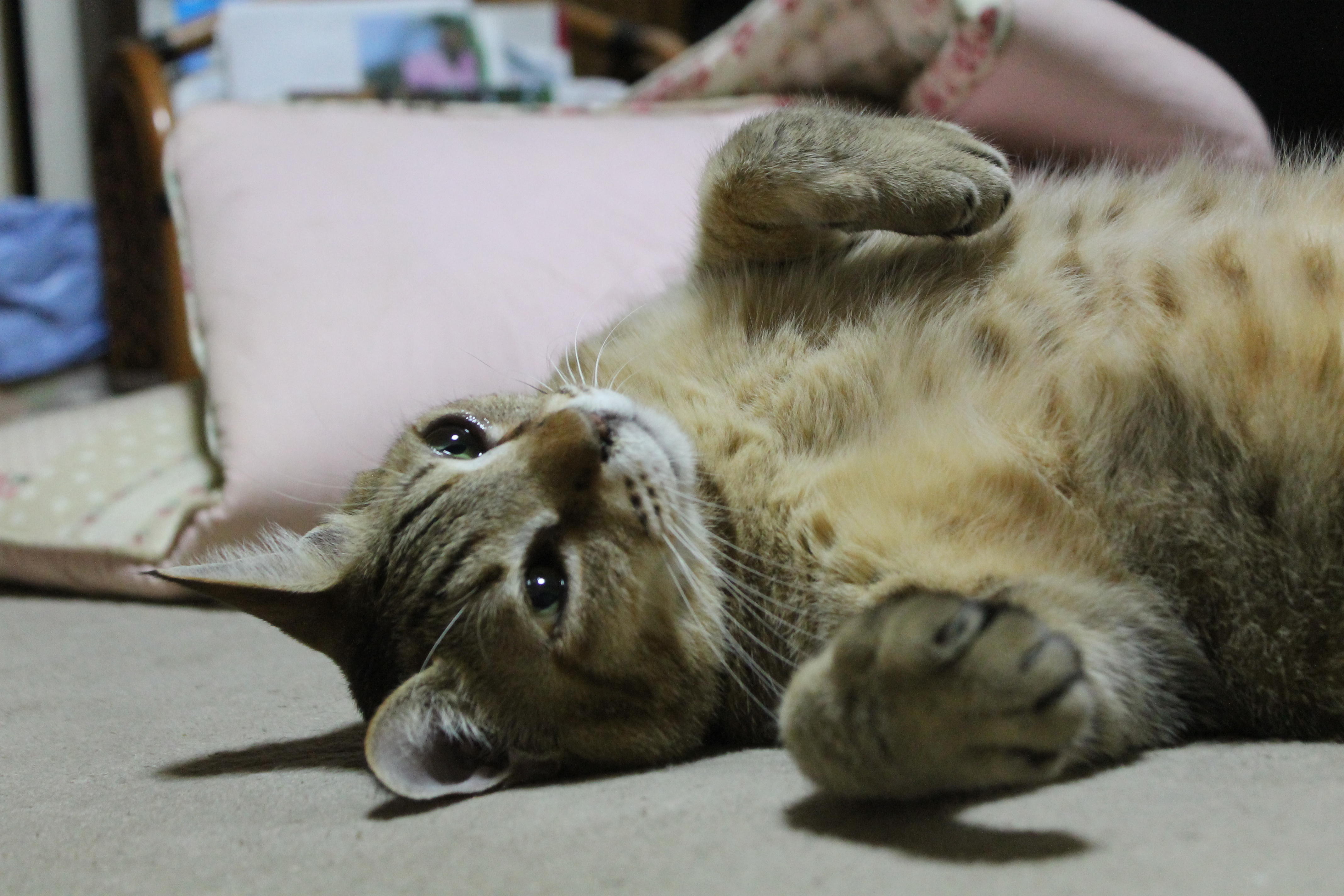 わんにゃんサイトの猫の写真