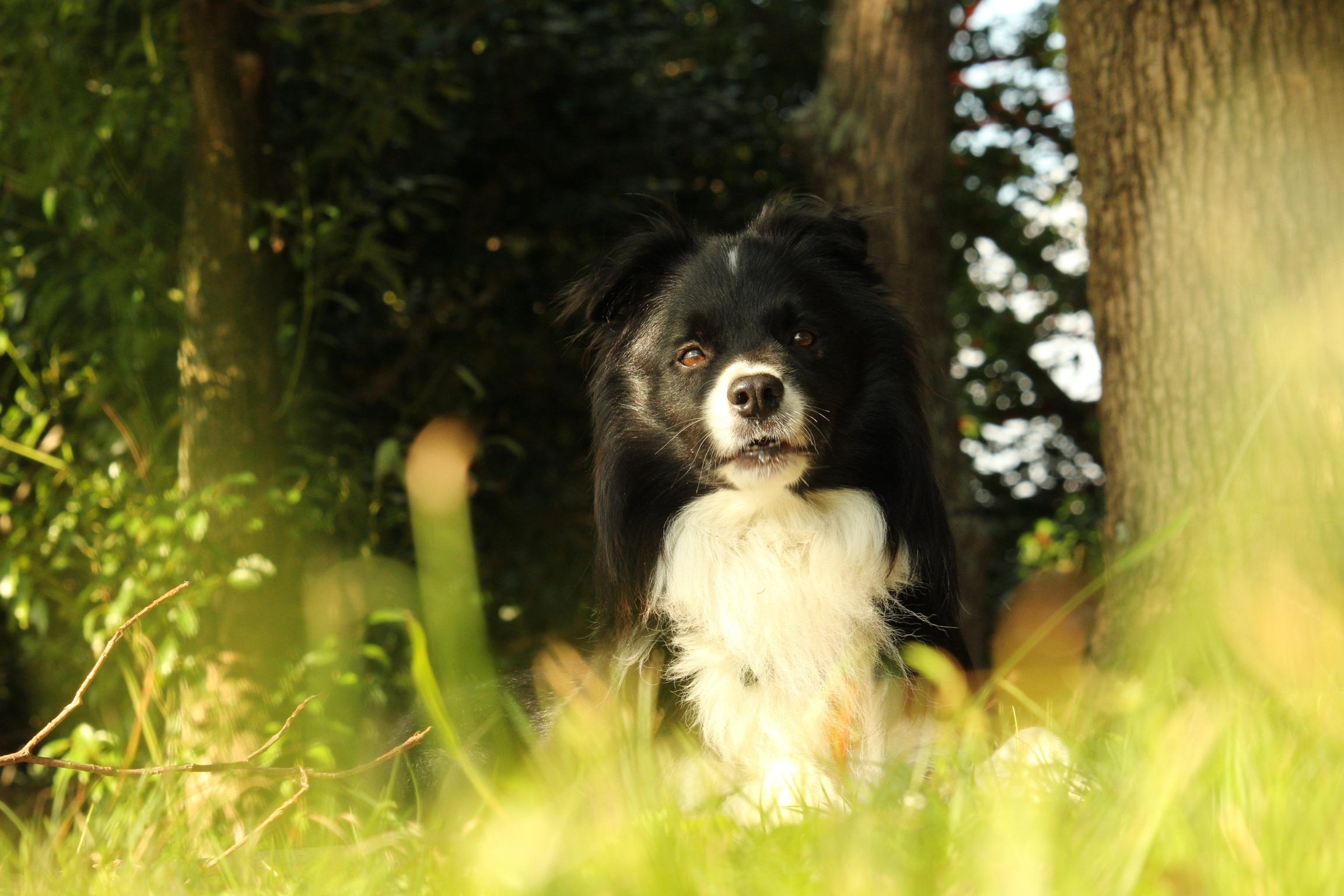 わんにゃんサイトの犬の写真