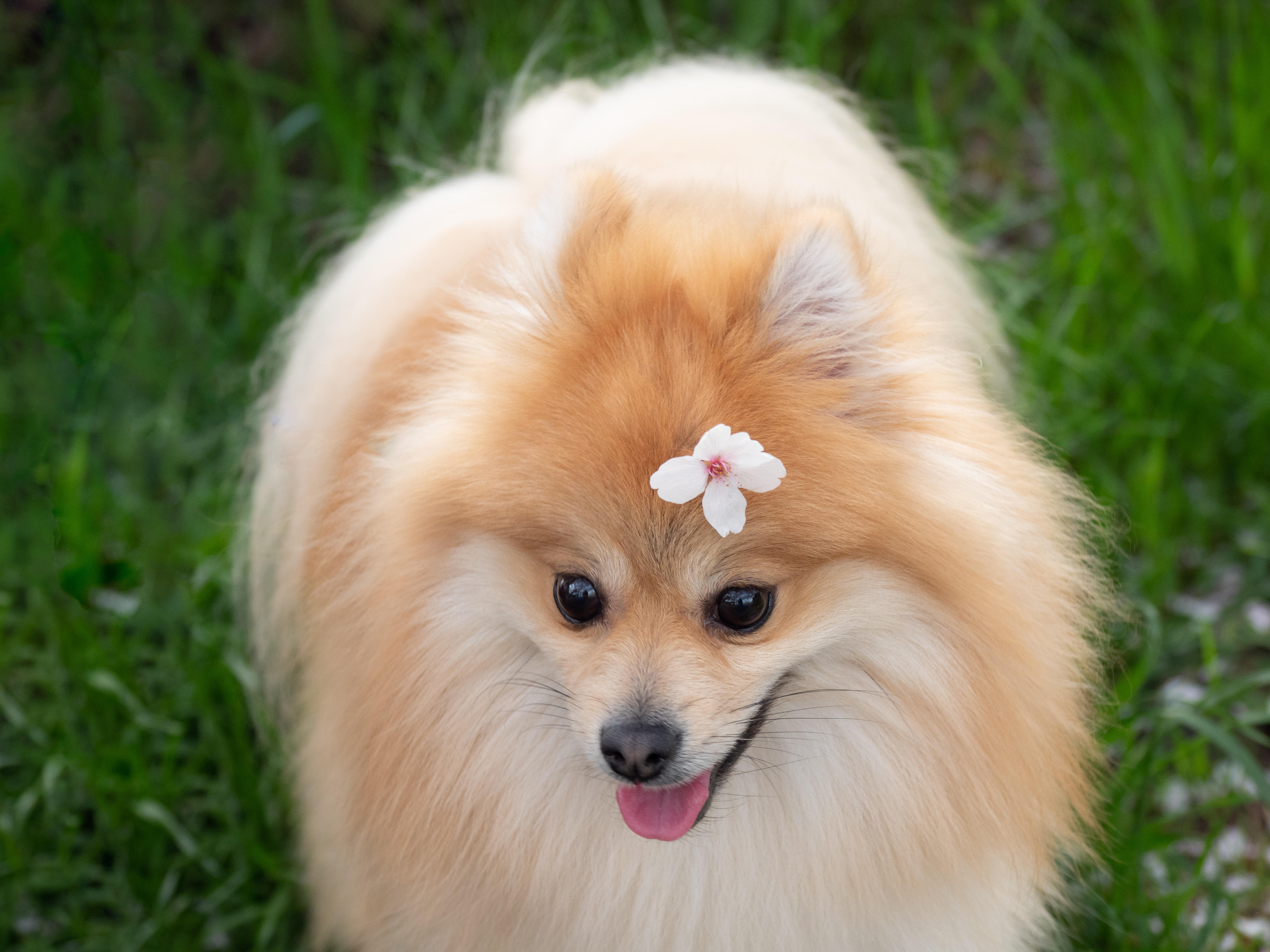 わんにゃんサイトの犬の写真