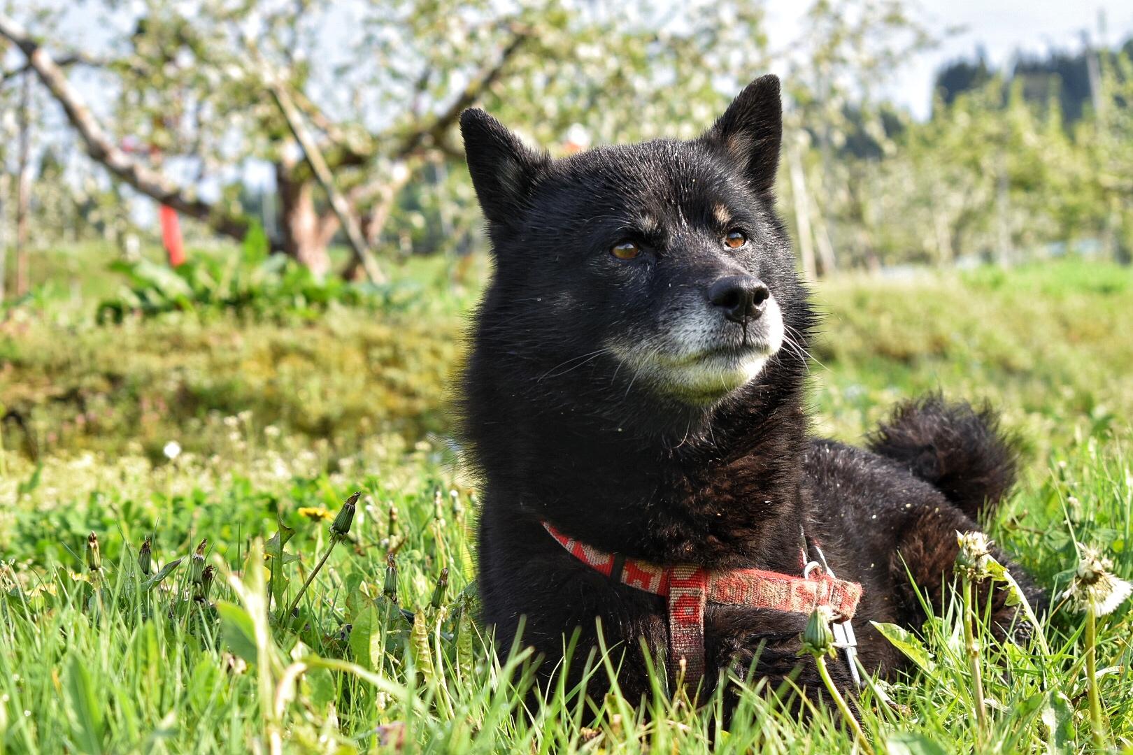 わんにゃんサイトの犬の写真