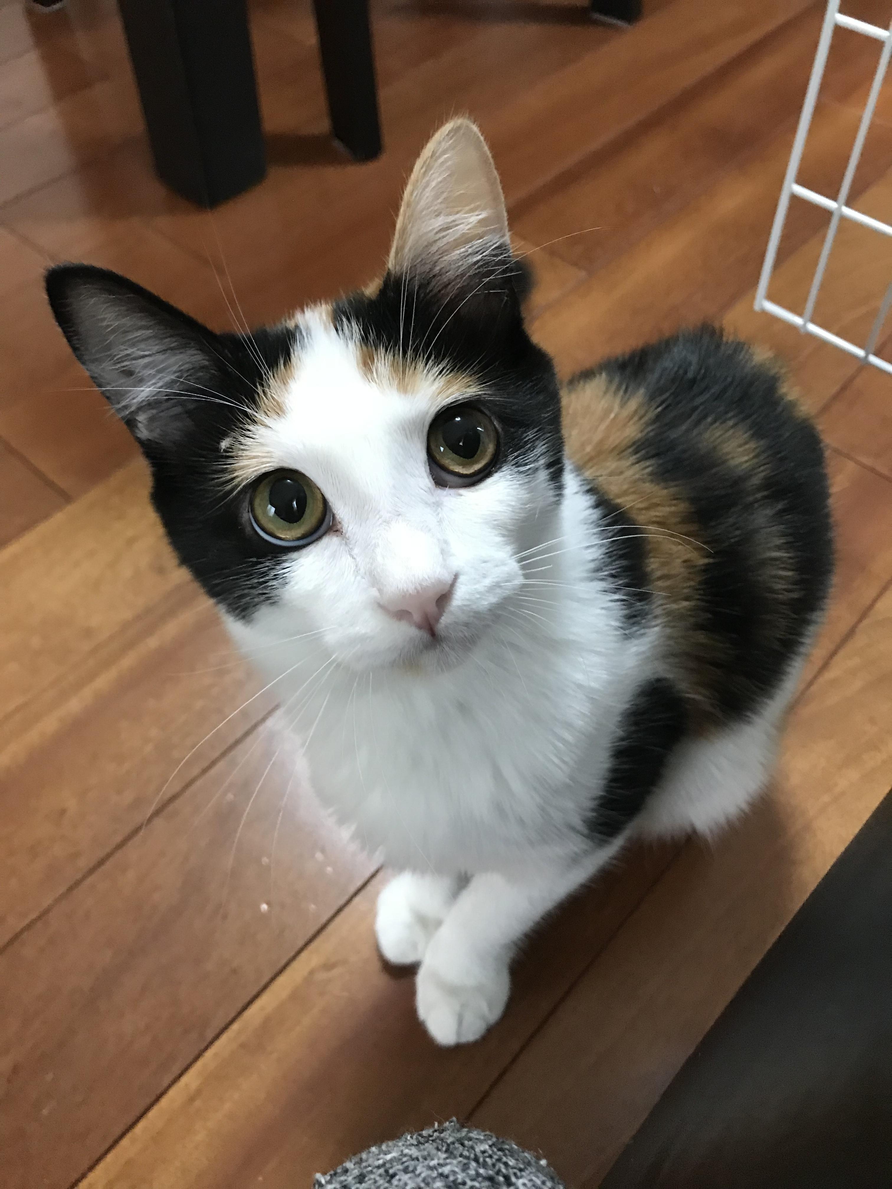 わんにゃんサイトの猫の写真