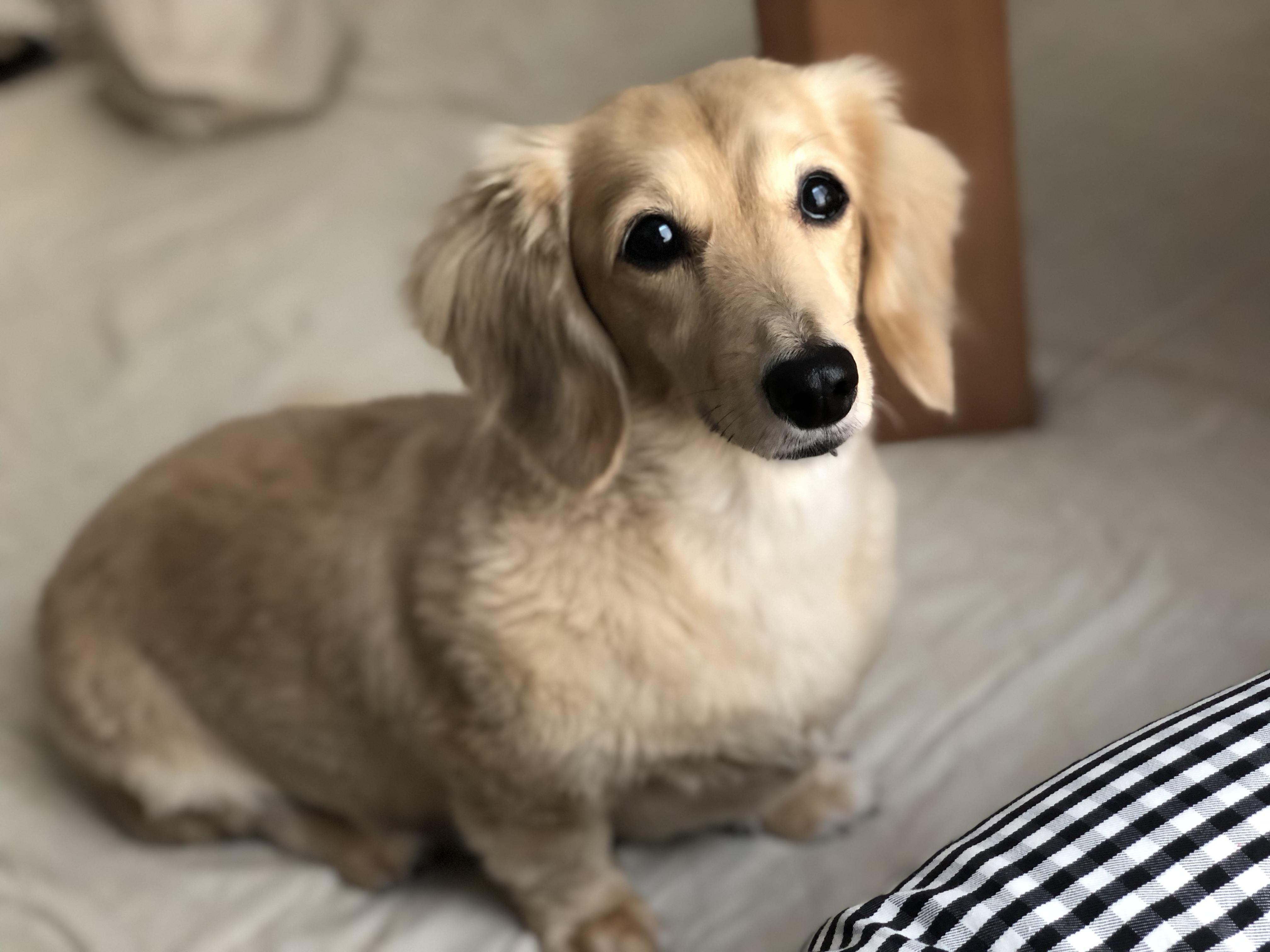 わんにゃんサイトの犬の写真