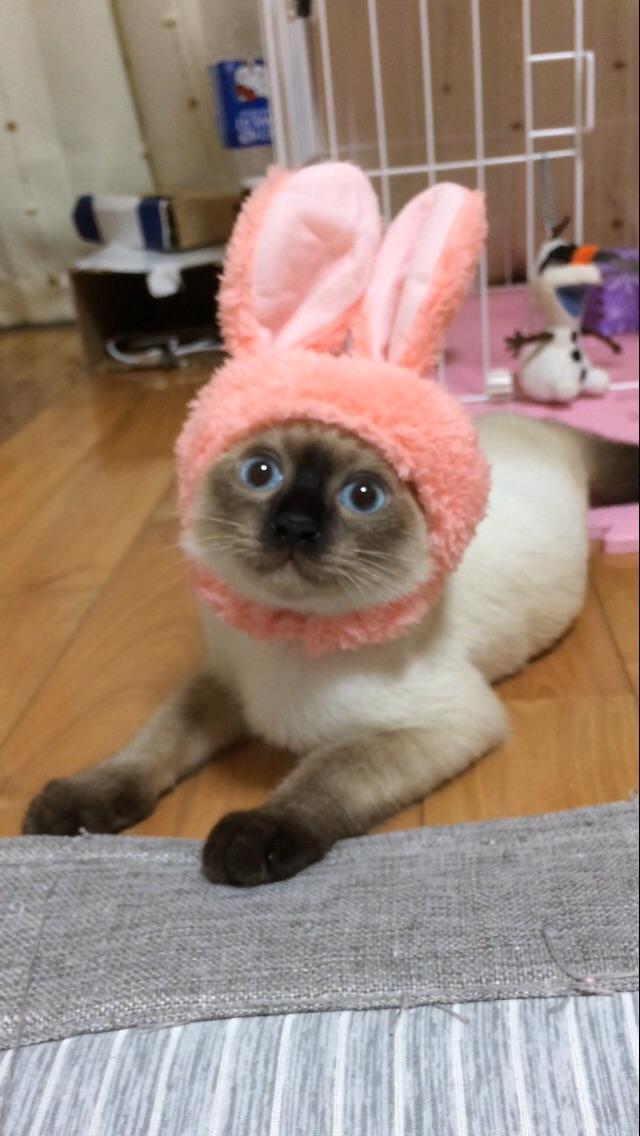 わんにゃんサイトの猫の写真
