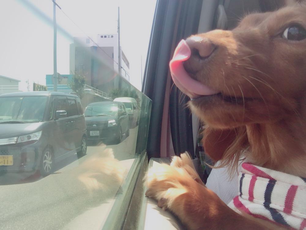 わんにゃんサイトの犬の写真