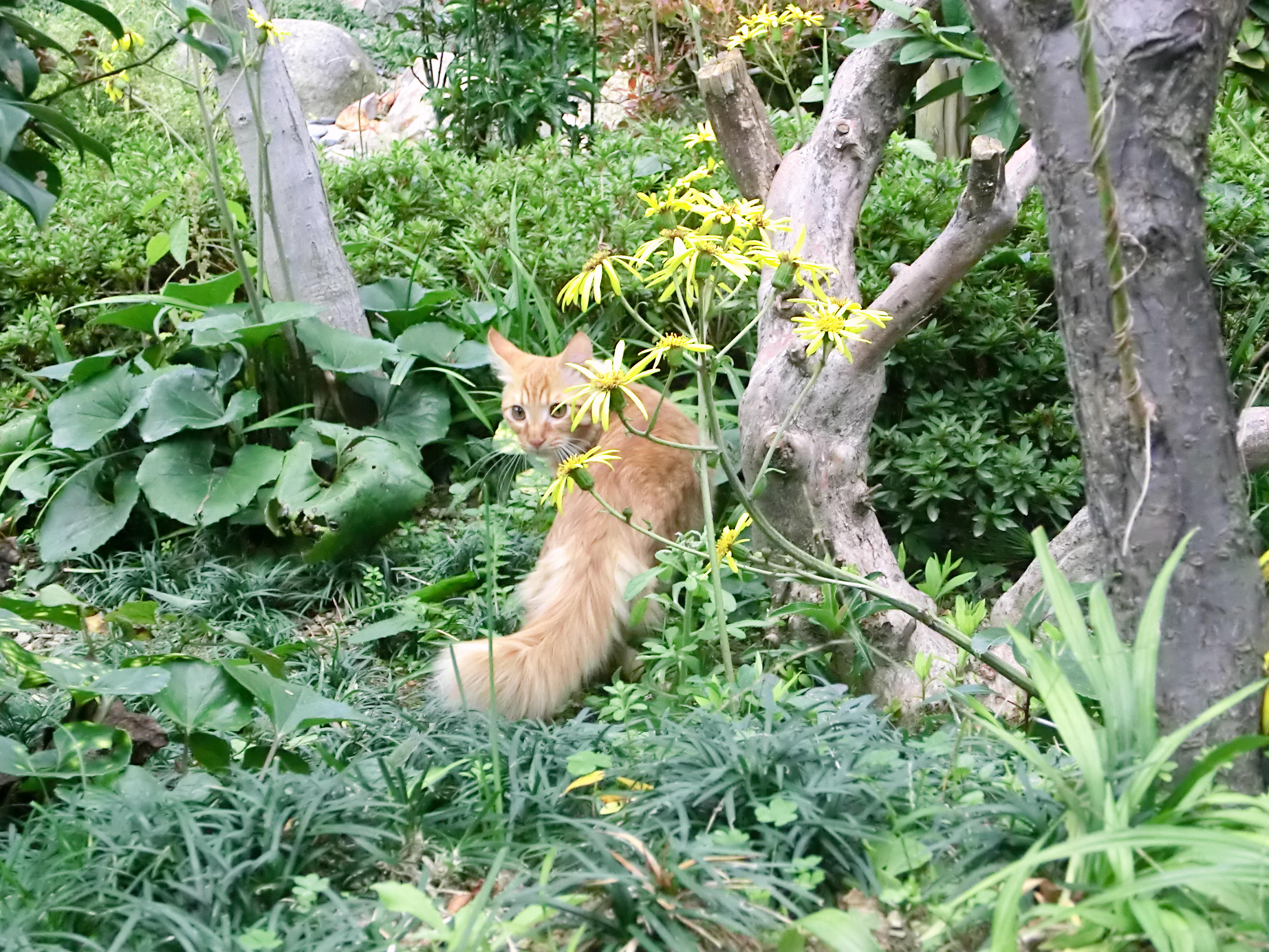 わんにゃんサイトの猫の写真