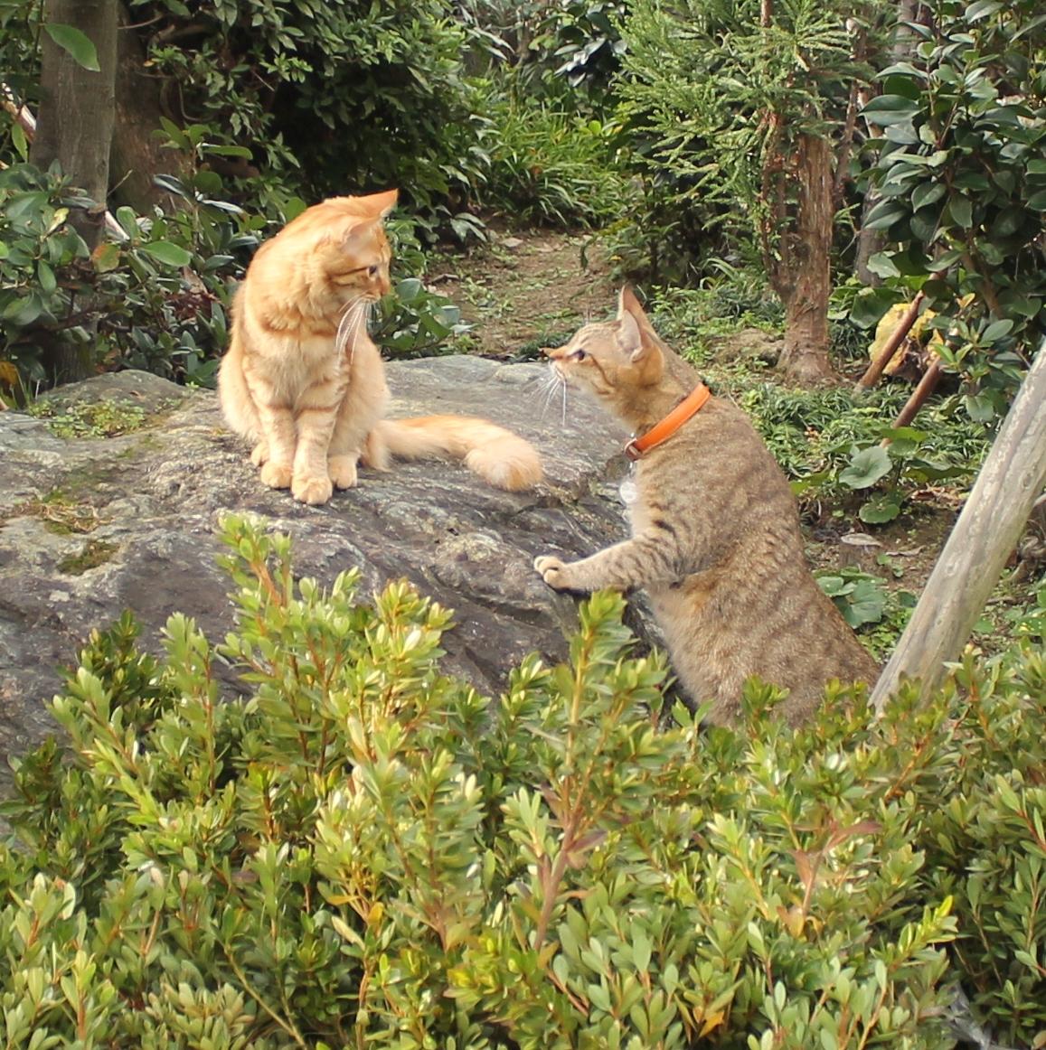 わんにゃんサイトの猫の写真