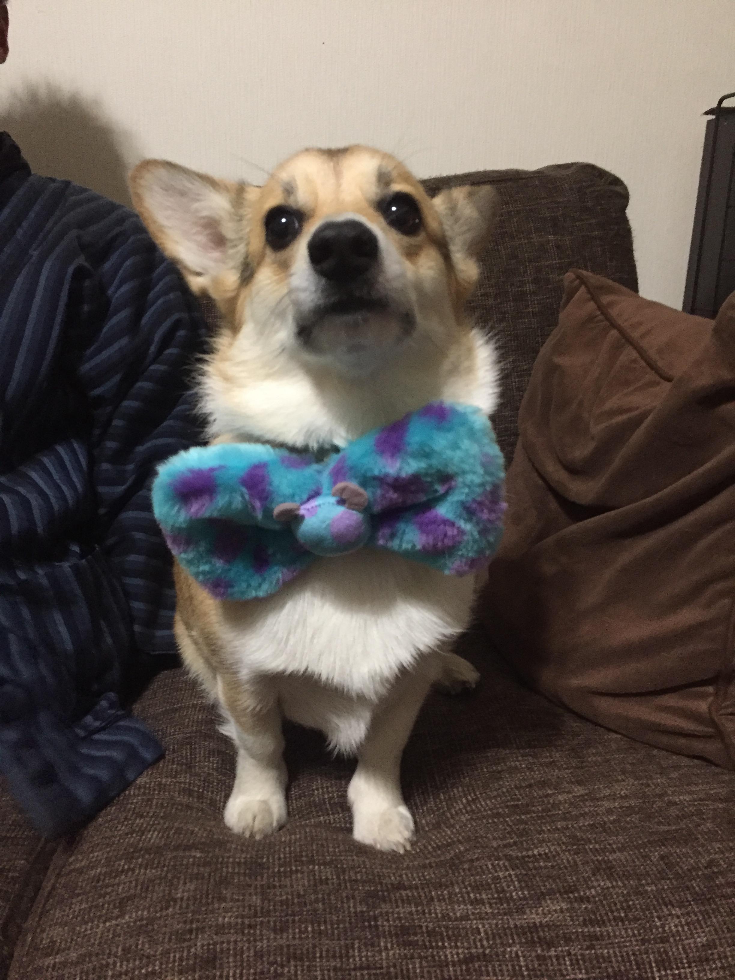 わんにゃんサイトの犬の写真