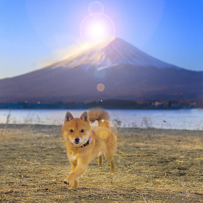 わんにゃんサイトの犬の写真