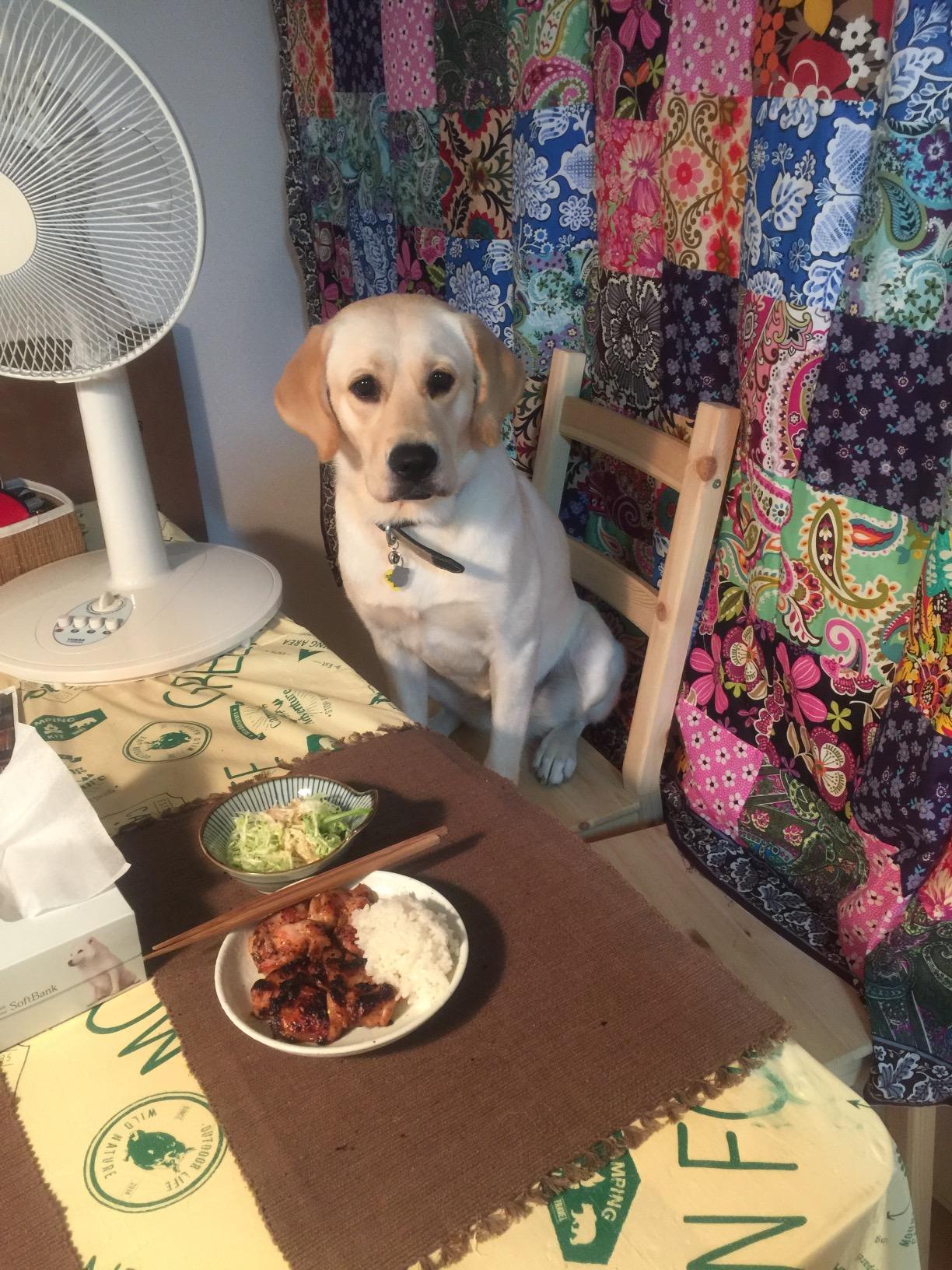 わんにゃんサイトの犬の写真