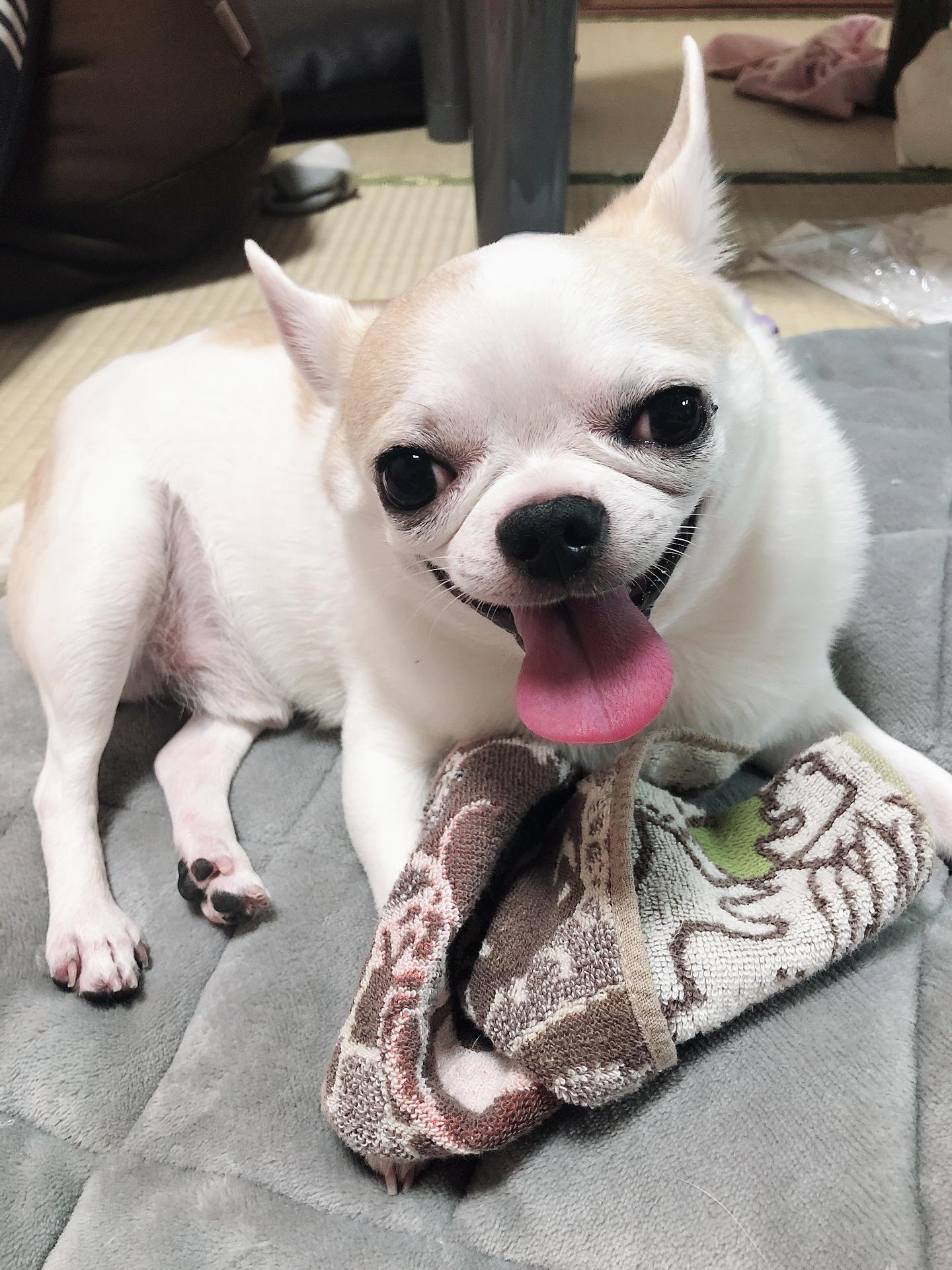 わんにゃんサイトの犬の写真