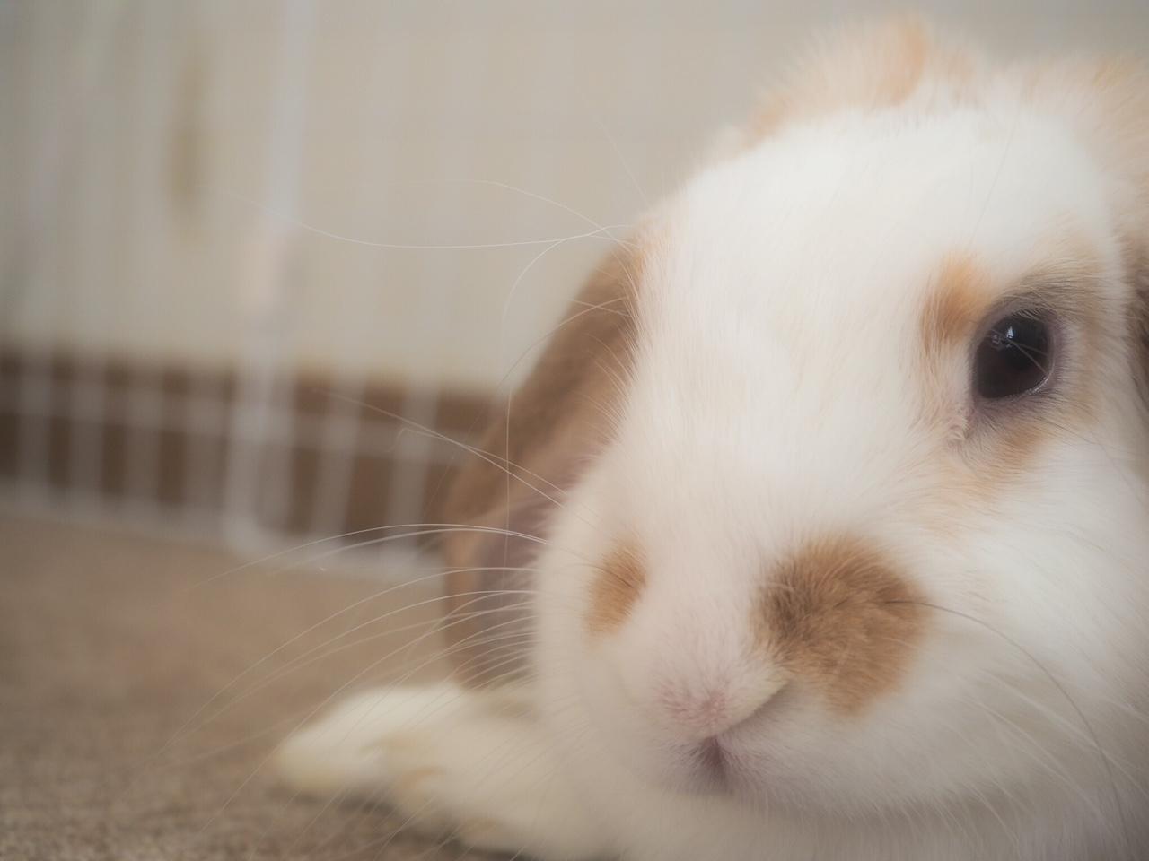 わんにゃんサイトのその他の写真