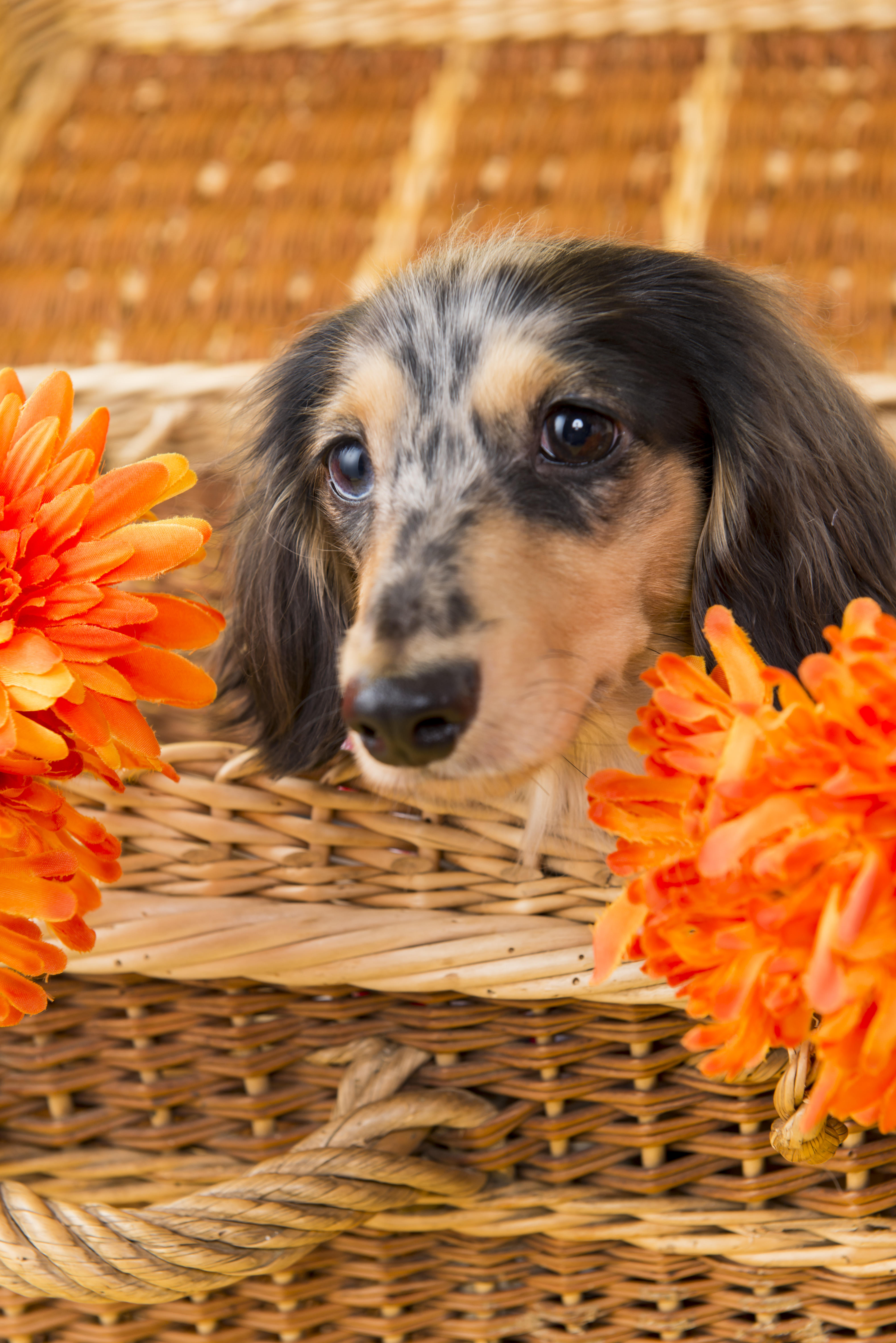 わんにゃんサイトの犬の写真