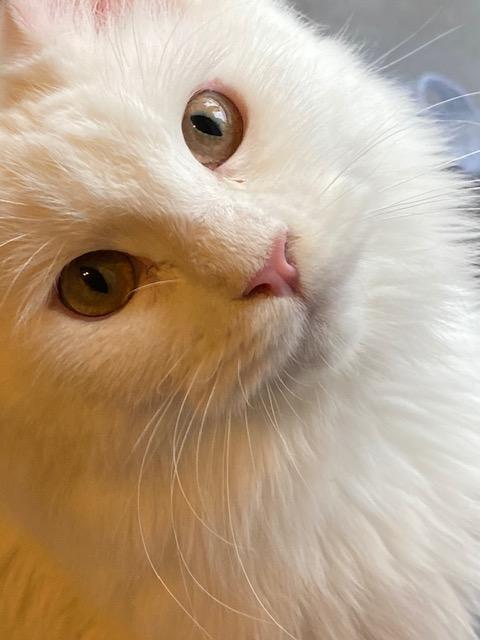 わんにゃんサイトの猫の写真