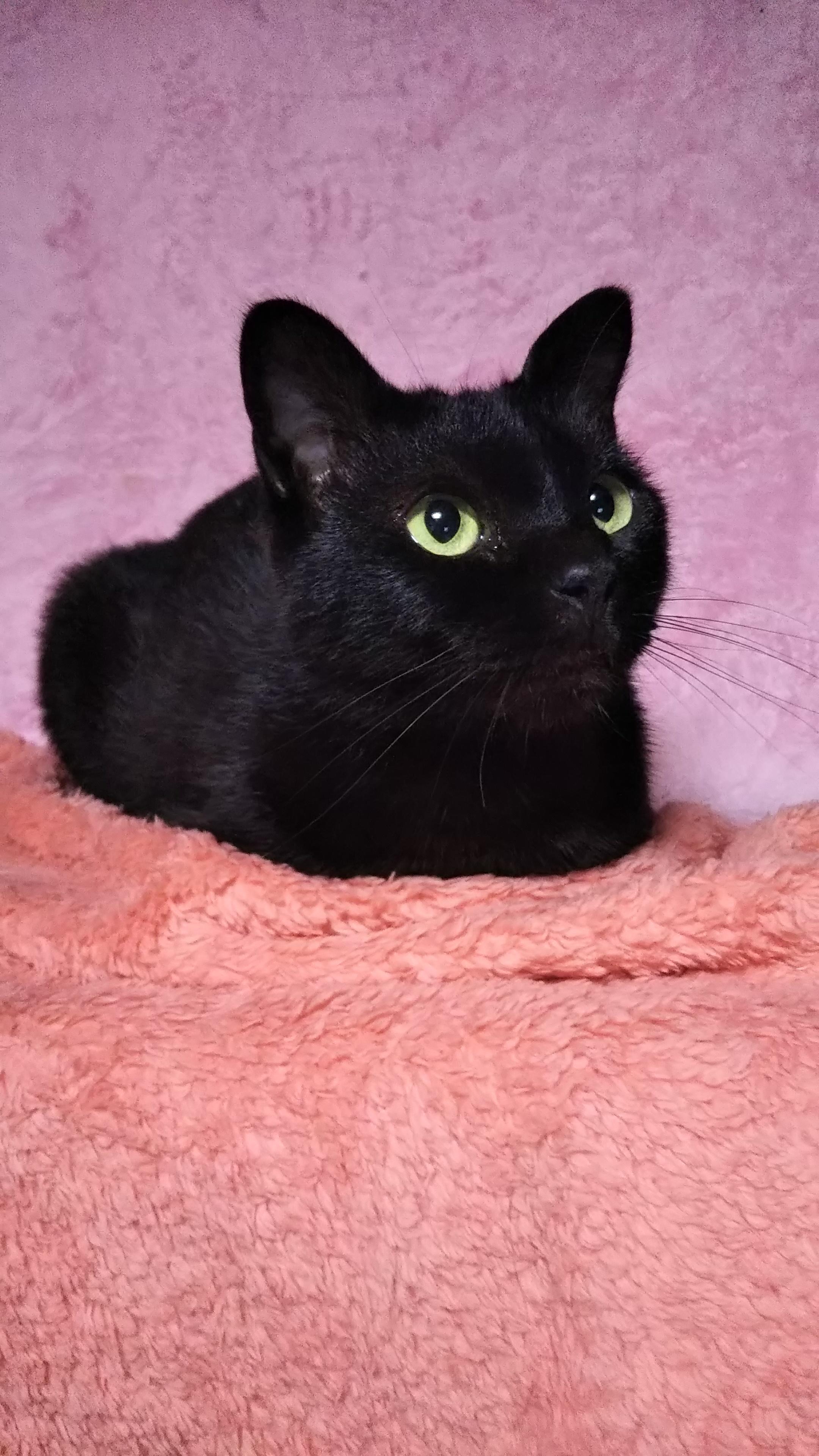 わんにゃんサイトの猫の写真