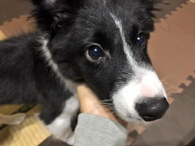 わんにゃんサイトの犬の写真