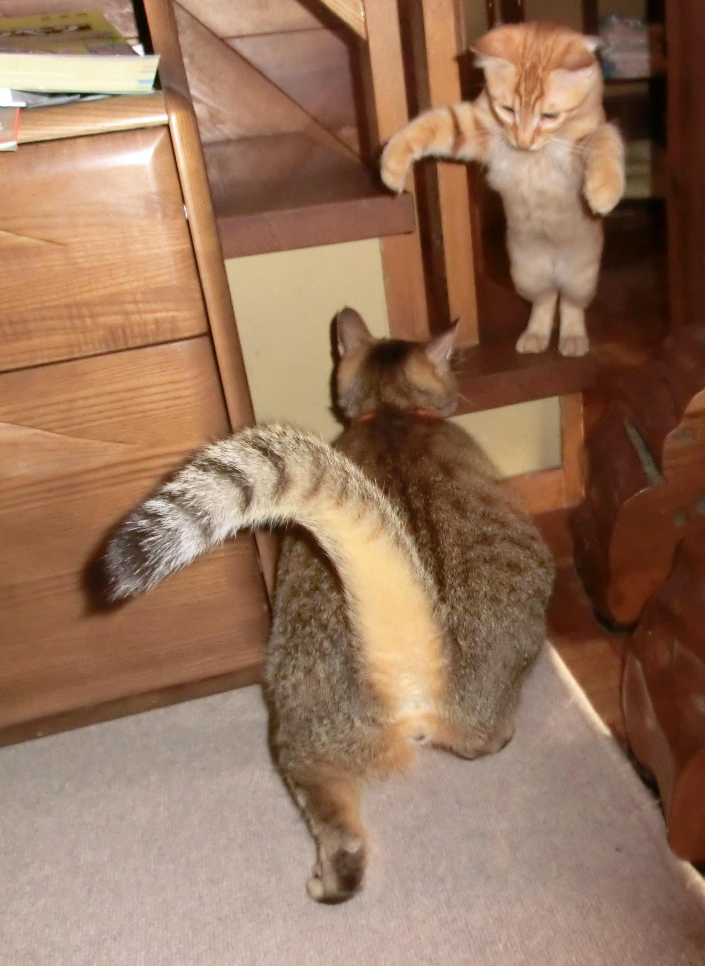 わんにゃんサイトの猫の写真