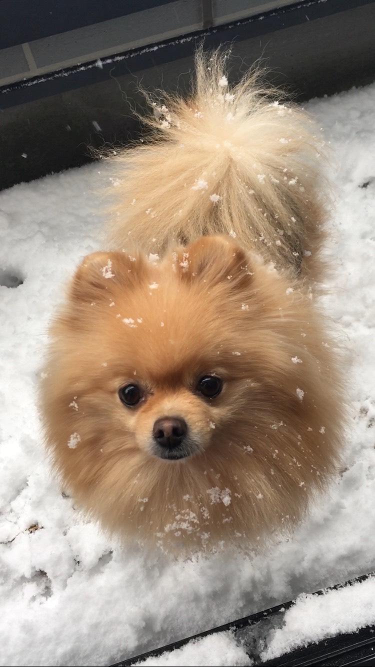 わんにゃんサイトの犬の写真