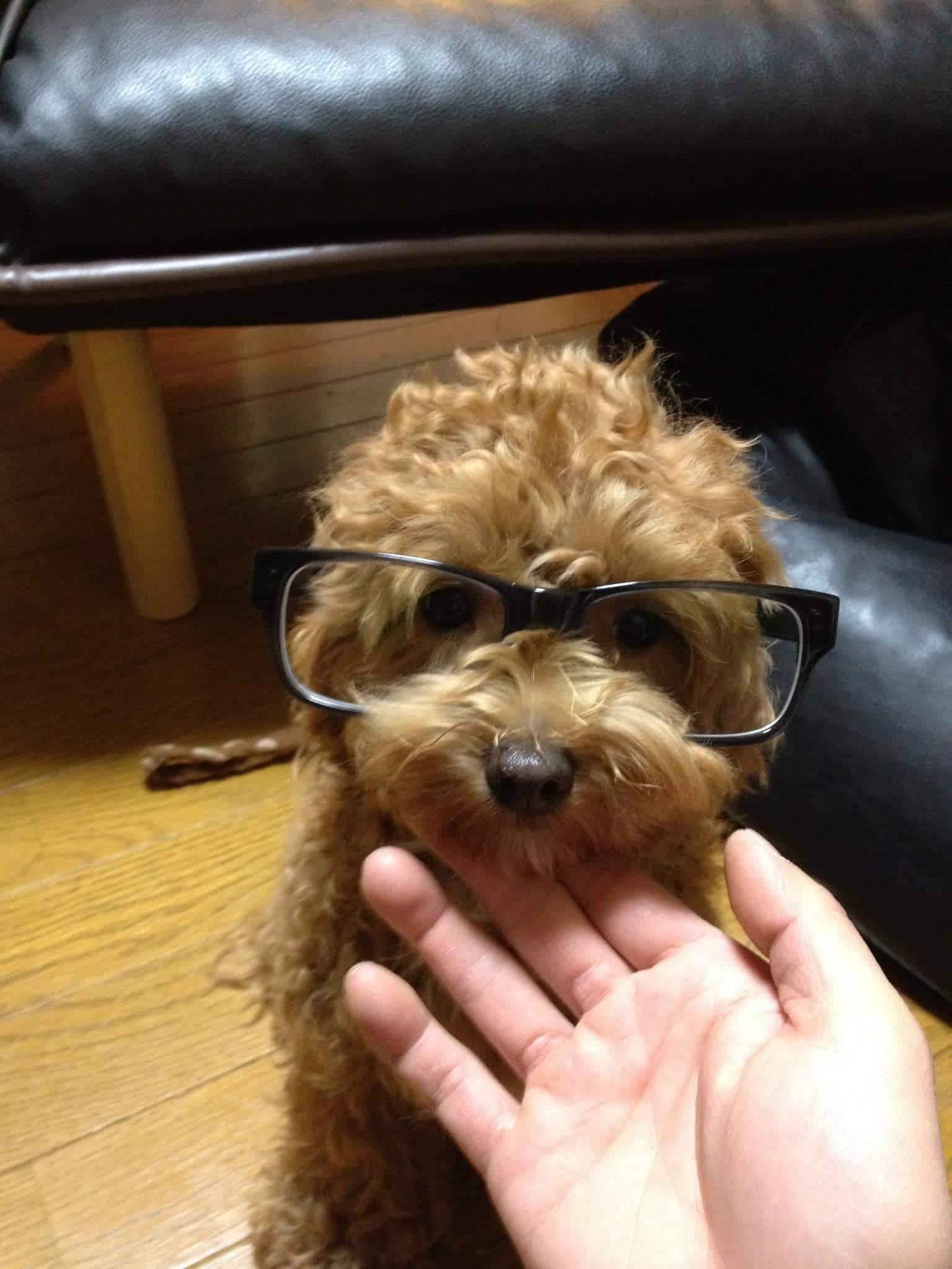 わんにゃんサイトの犬の写真