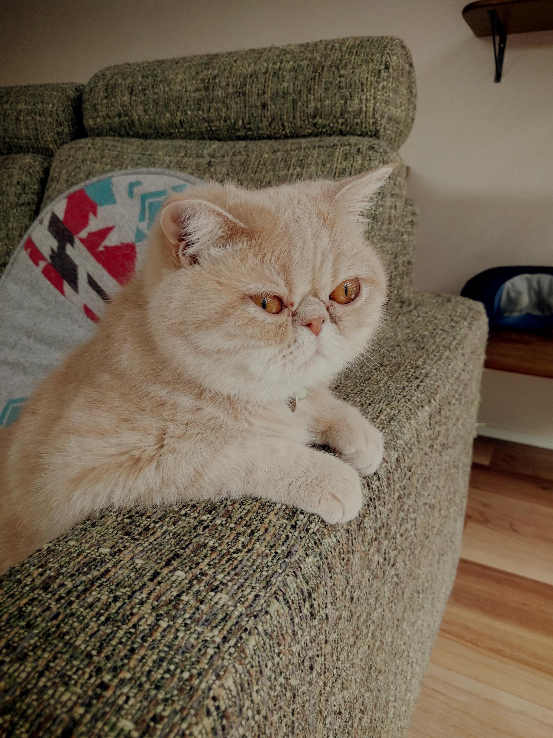 わんにゃんサイトの猫の写真