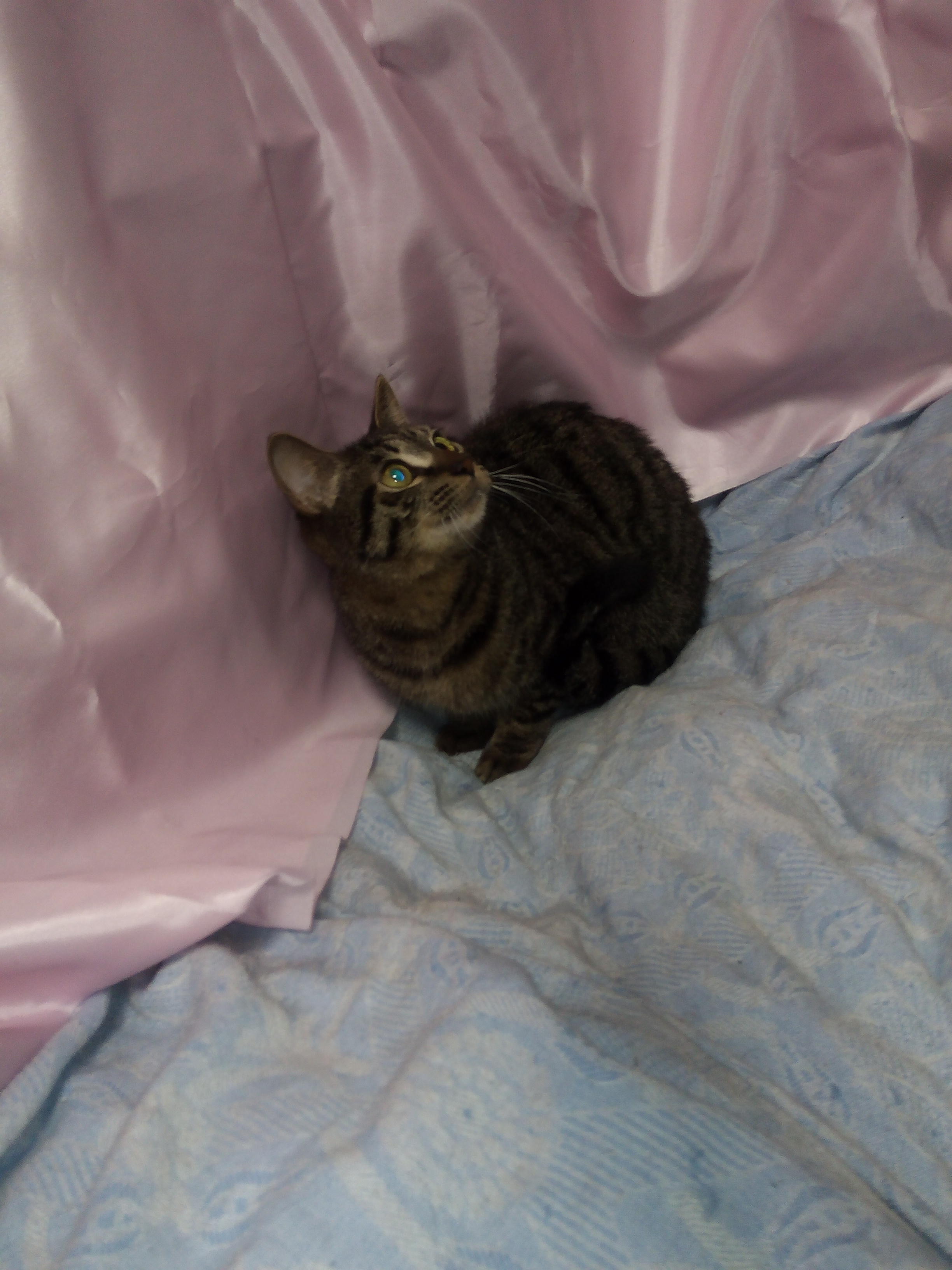 わんにゃんサイトの猫の写真