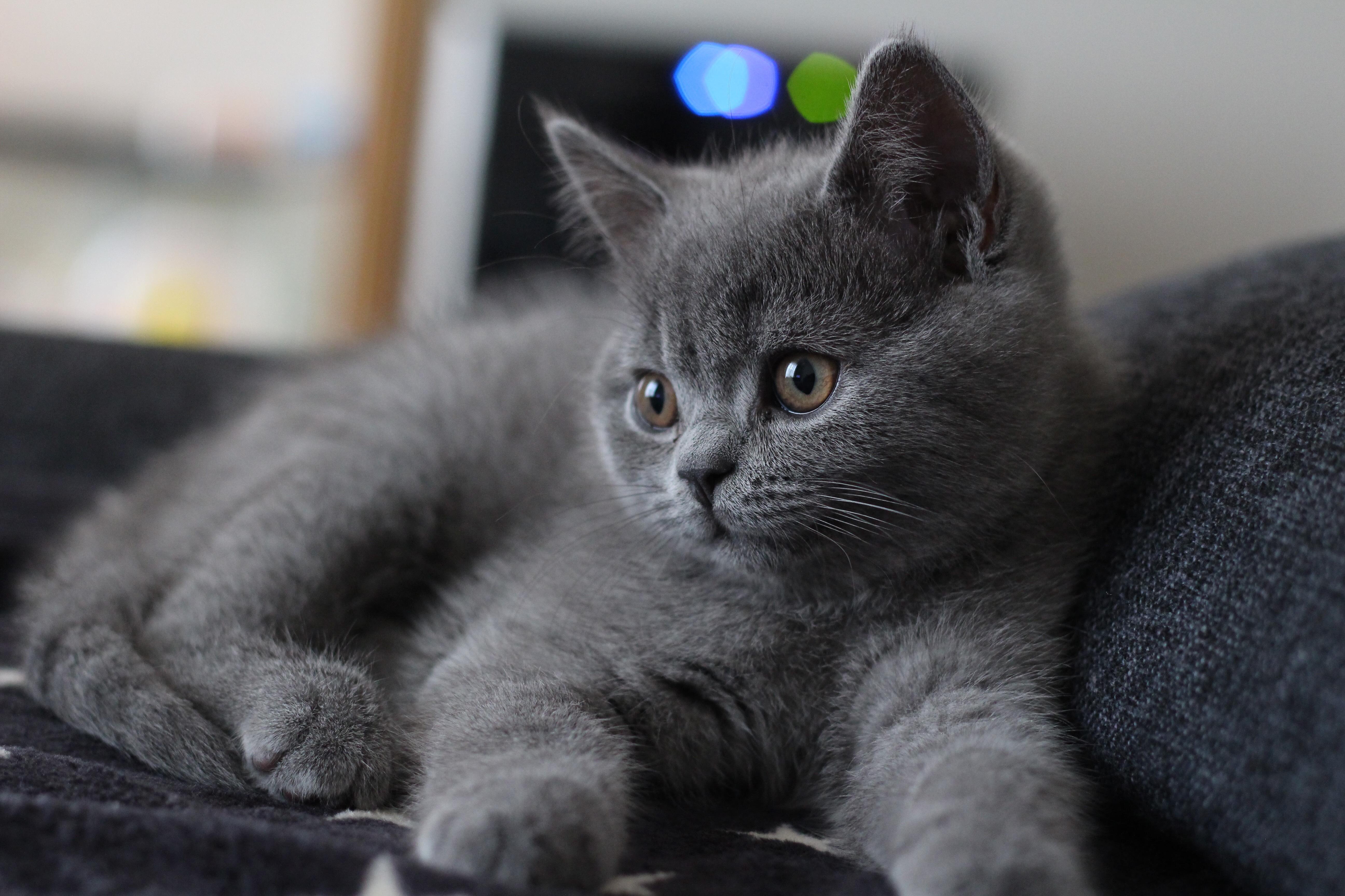 わんにゃんサイトの猫の写真