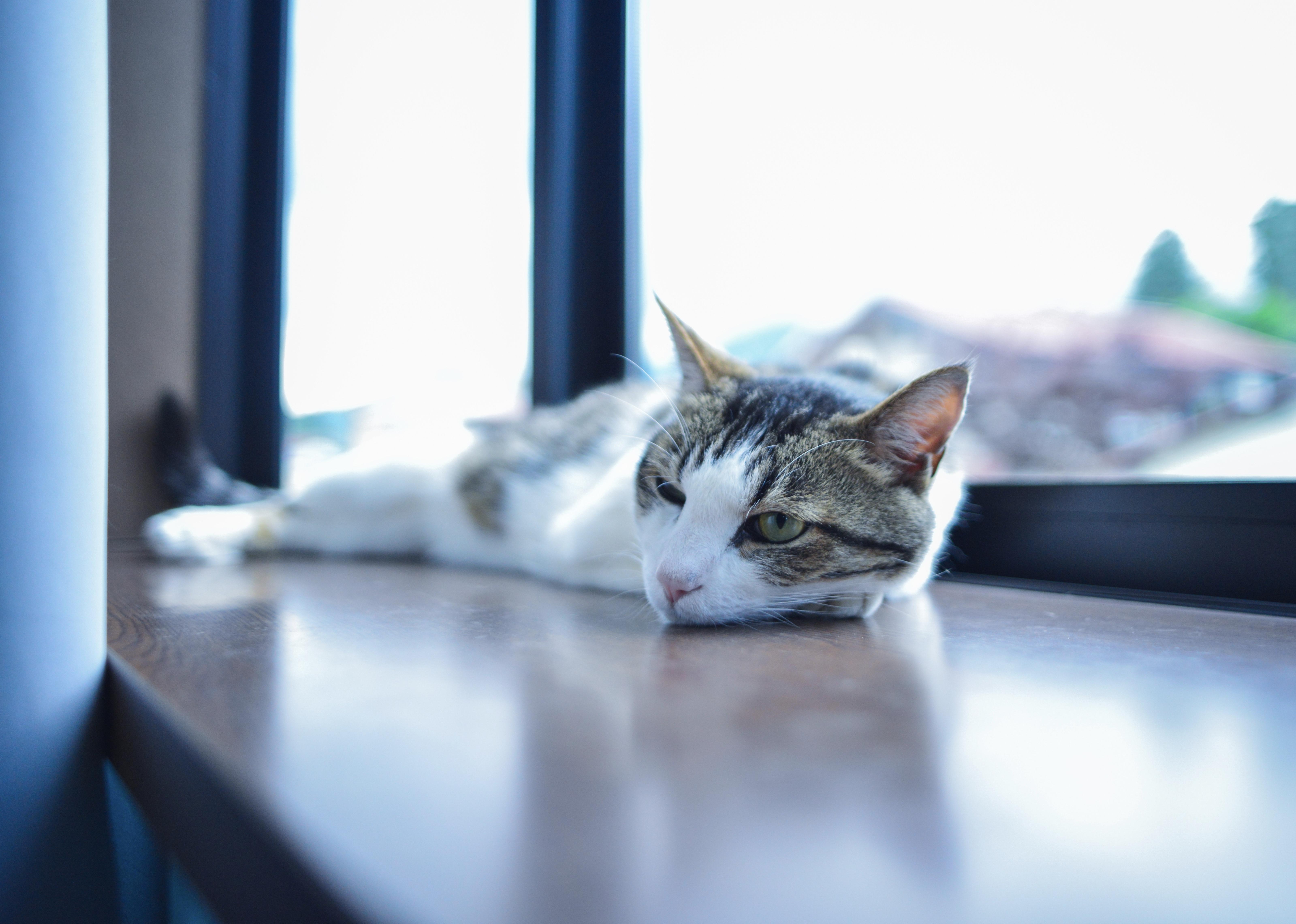 わんにゃんサイトの猫の写真