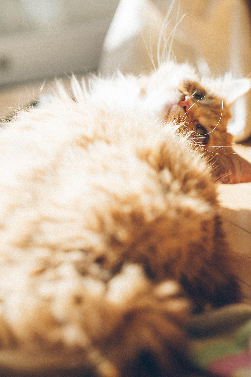 わんにゃんサイトの猫の写真