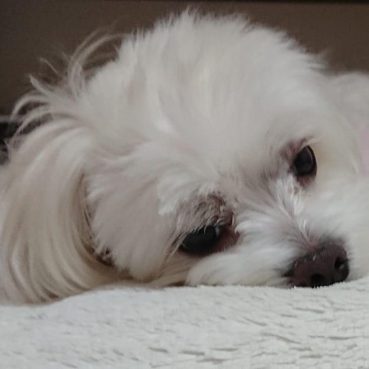 わんにゃんサイトの犬の写真