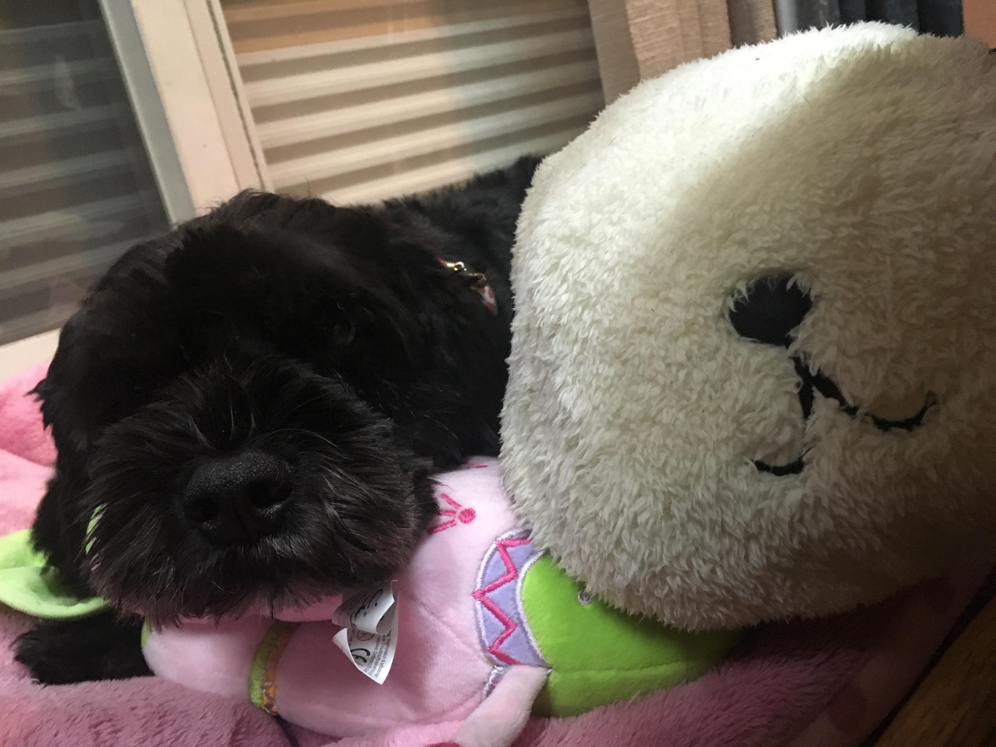 わんにゃんサイトの犬の写真