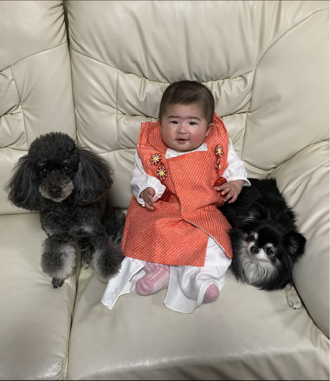 わんにゃんサイトの犬の写真