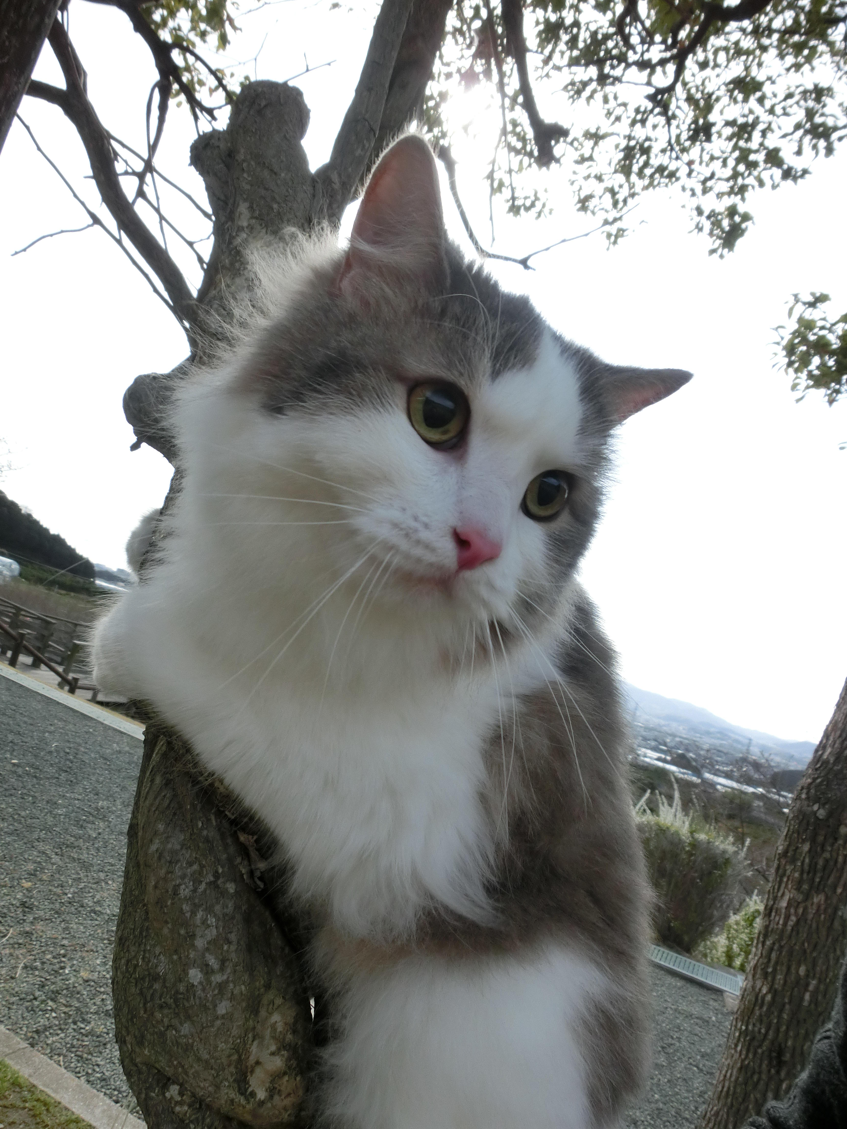 わんにゃんサイトの猫の写真